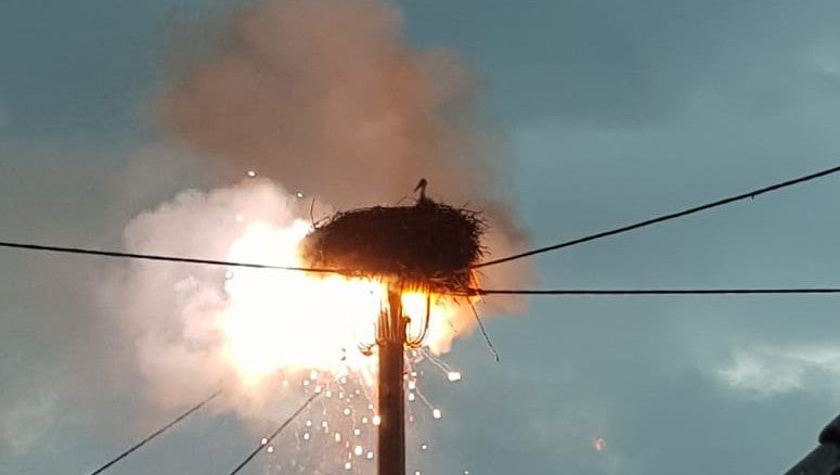 Ein Blitz schl&auml;gt in einem Strommast ein. Die Polizei rettete die St&ouml;rche, die dort ihr Nest hatten.