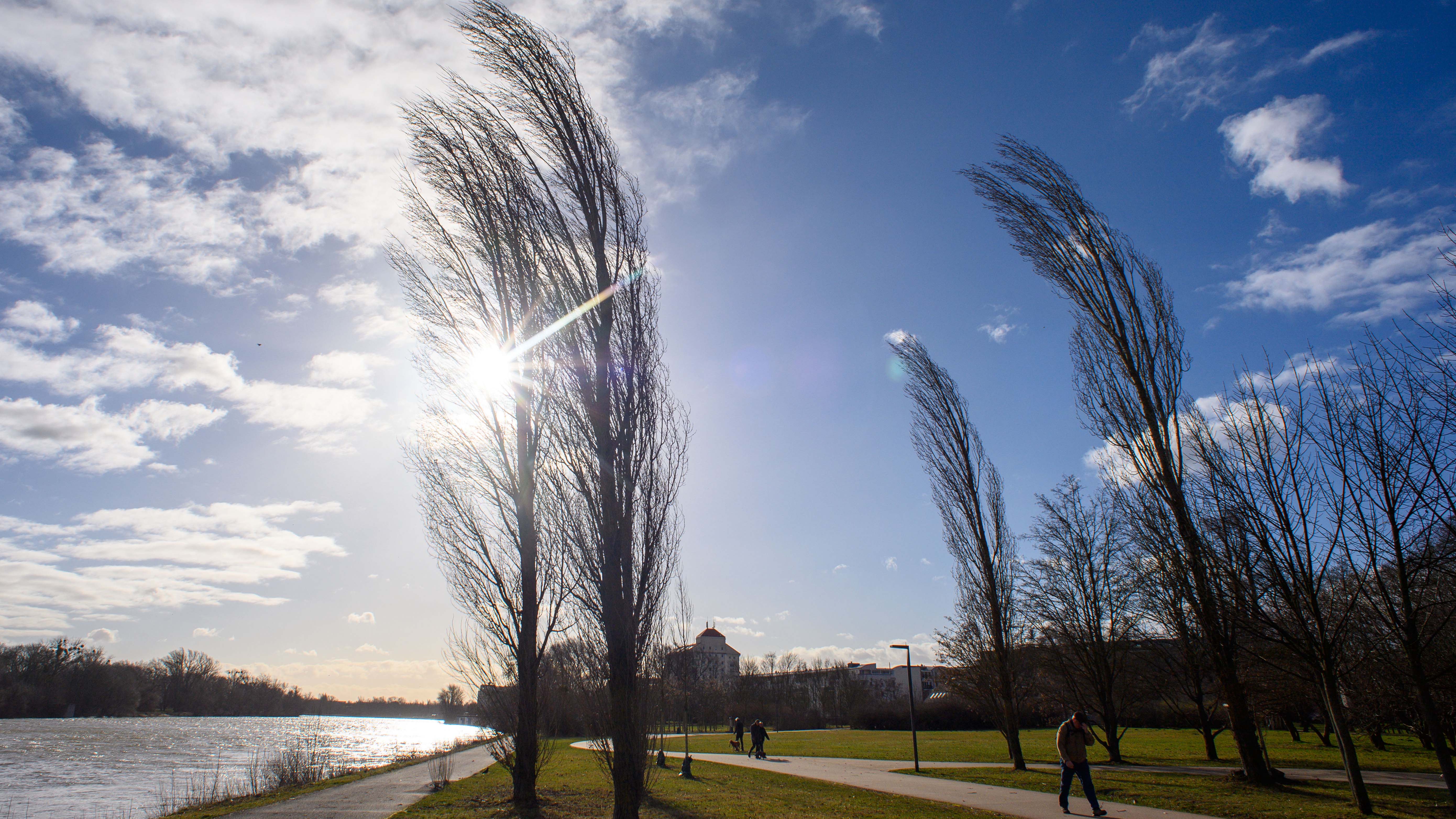 17.02.2022, Sachsen-Anhalt, Magdeburg: B&permil;ume biegen sich im Sturm w&permil;hrend die Sonne von einem nur leicht bew&circ;lkten Himmel scheint. In Sachsen-Anhalt sind die Sturmsch&permil;den aus der Nacht zum Donnerstag bislang gering. Foto: Klaus-Dietmar Gabbert/dpa-Zentralbild/ZB +++ dpa-Bildfunk +++