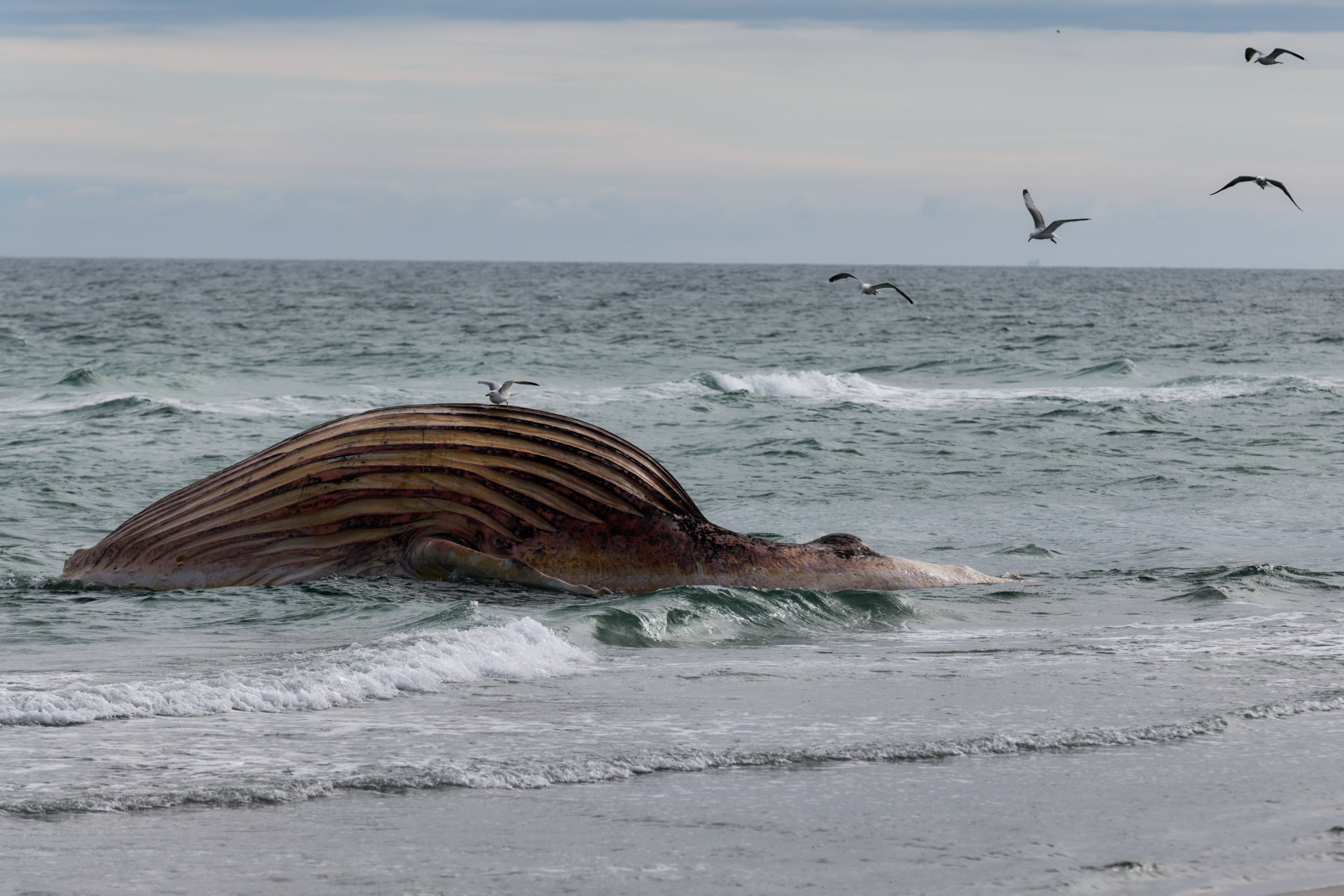 26.05.2026, D&auml;nemark, Anholt: Der tote Wal liegt aufgebl&auml;ht vor der d&auml;nischen Insel Anholt. Es handelt sich um den als Timmy bekannten Buckelwal, der Ende M&auml;rz erstmals vor Timmendorfer Strand gestrandet war und rund einen Monat sp&auml;ter in die Nordsee transportiert wurde. (Marcus Golejewski/dpa)