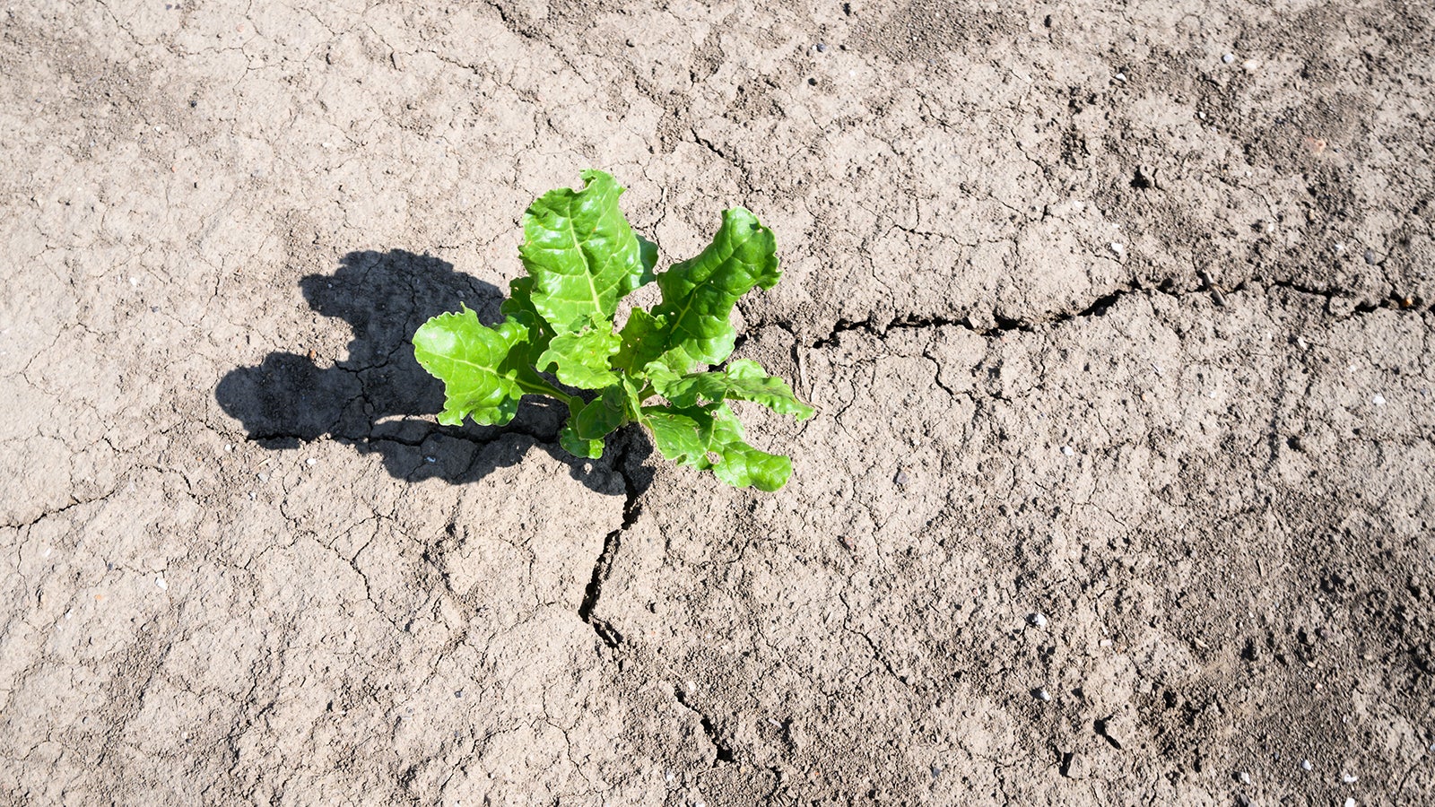 30.06.2022, Niedersachsen, Sehnde: Zuckerr&uuml;ben wachsen auf einem Feld in der Region Hannover. Die anhaltende Trockenheit macht vor allem den Bauern im Osten Niedersachsens zu schaffen. Foto: Julian Stratenschulte/dpa +++ dpa-Bildfunk +++