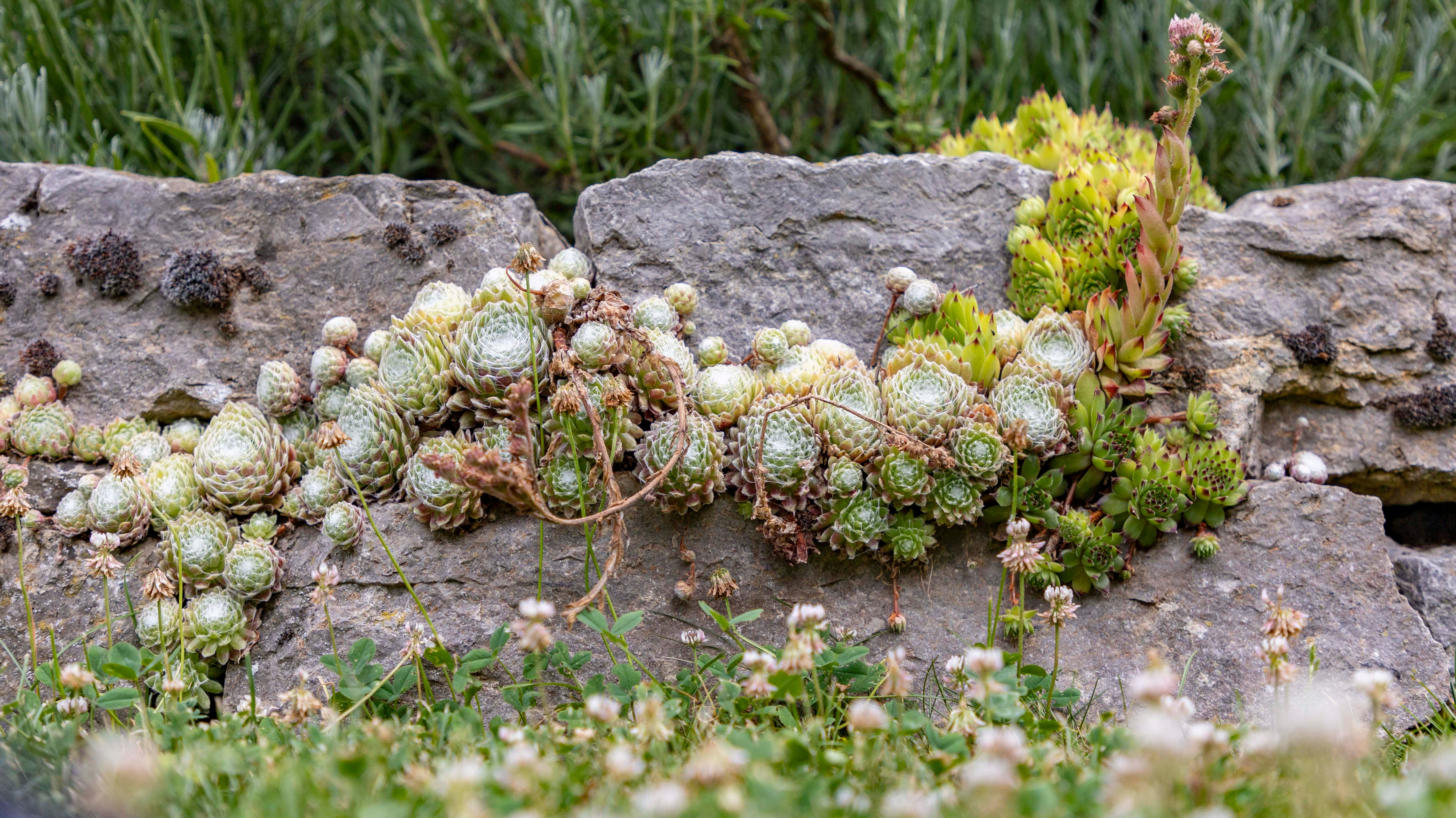 14.07.2023, Hessen, Bad Nauheim: Sempervivum wachsen im Garten von Andreas Homrighausen. Mit dem Fortschreiten des Klimawandels gewinnen trockenheits- und hitzeresistente Pflanzen auch in heimischen G&auml;rten an Bedeutung. (Zu dpa "Feigen und Lavendel statt - G&auml;rten im Klimawandel" vom 23.07.2023") Foto: Tim W&uuml;rz/dpa +++ dpa-Bildfunk +++