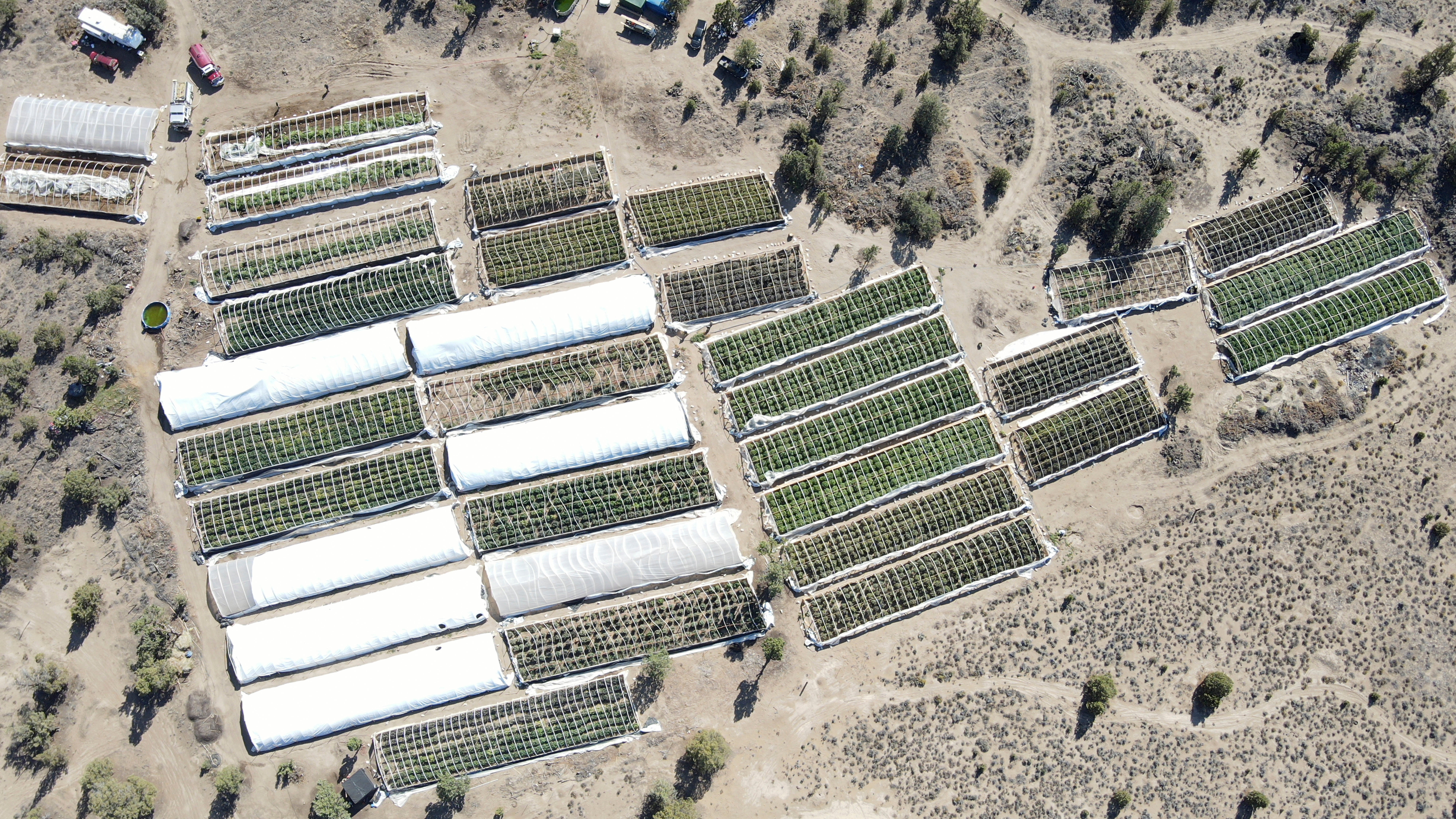 Eine illegale Marihuana-Plantage in der Gemeinde Alfalfa in Oregon. Bei einer Razzia fand die Polizei fast 10.000 Pflanzen.