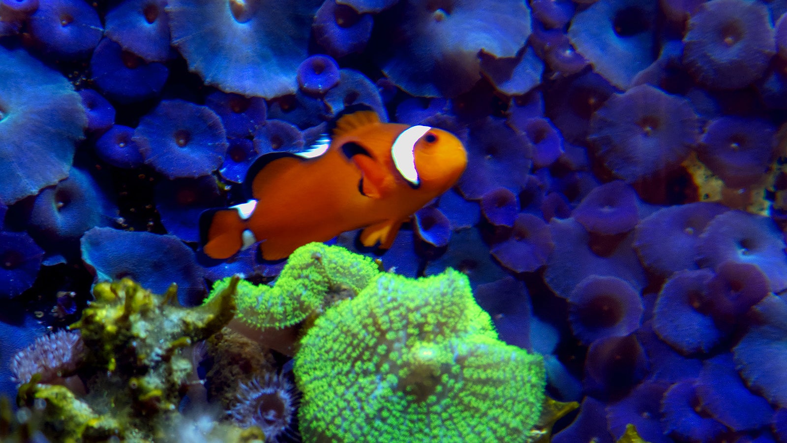 HANDOUT - 02.05.2022, USA, ---: Eine lilafarbene Koralle (Discosoma) w&auml;chst an den W&auml;nden eines Aquariums (undatierte Aufnahme). Zig Tonnen Sonnencreme landen j&auml;hrlich in Gew&auml;ssern - das hat Folgen f&uuml;r die Lebewesen dort, wie Untersuchungen zeigen. (zu dpa "Giftiger Sonnenschutz - UV-Filter k&ouml;nnen Wasserlebewesen schaden") Foto: Christian Renicke/American Association for the Advancement (AAAS)/dpa - ACHTUNG: Nur zur redaktionellen Verwendung im Zusammenhang mit der aktuellen Berichterstattung und nur mit vollst&auml;ndiger Nennung des vorstehenden Credits +++ dpa-Bildfunk +++