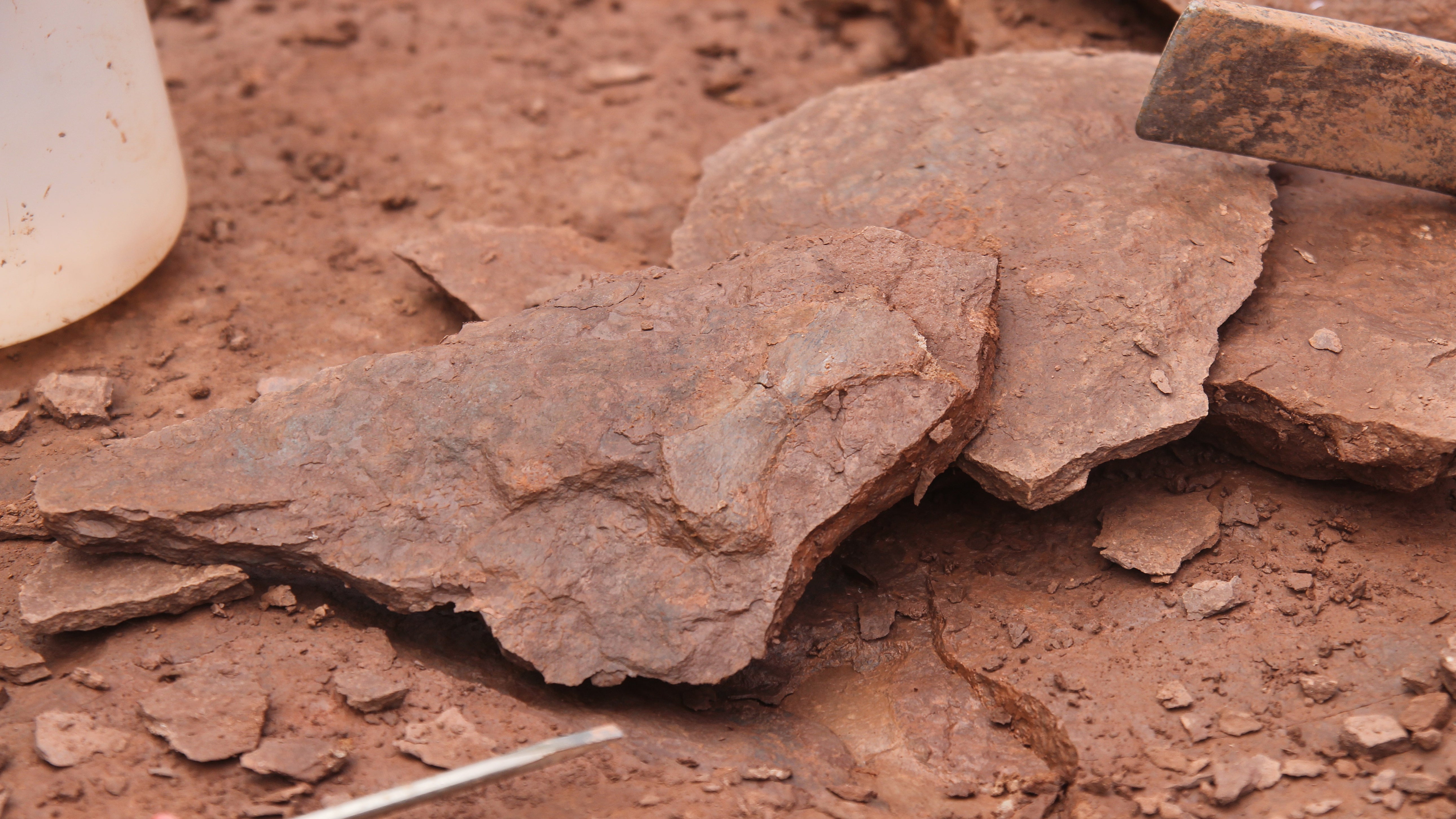 Th&uuml;ringen, Georgenthal: Ein Fundst&uuml;ck mit einem versteinerten Abdruck liegt zum Abschluss der Grabungen 2021 am Bromacker zwischen Tambach-Dietharz und Georgenthal. Bei den diesj&auml;hrigen Ausgrabungen an der weltweit bedeutsamen Fossillagerst&auml;tte im Th&uuml;ringer Wald haben Forscher eine riesige Menge an Funden gesichert.