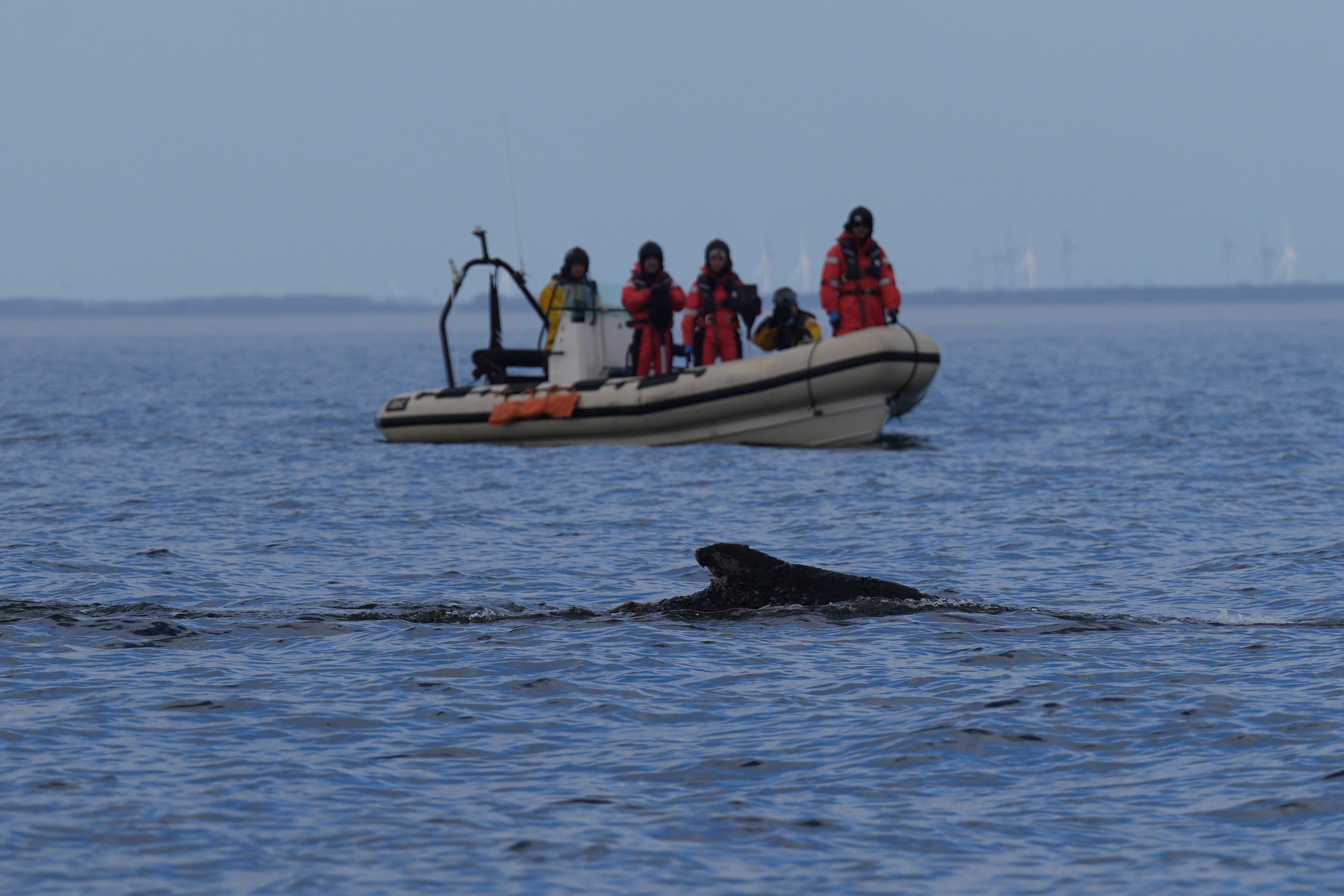 27.03.2026, Schleswig-Holstein, Timmendorfer Strand: Ein Buckelwal schwimmt begleitet von Schlauchbooten in der Ostsee. Der in der Ostsee vor Niendorf gestrandete Wal hatte sich in der Nacht zuvor befreit. Das Tier schwimmt nun wieder in der Ostsee und wurde von Schiffen der K&uuml;stenwache und Polizeibooten begleitet. (Marcus Brandt/dpa)

