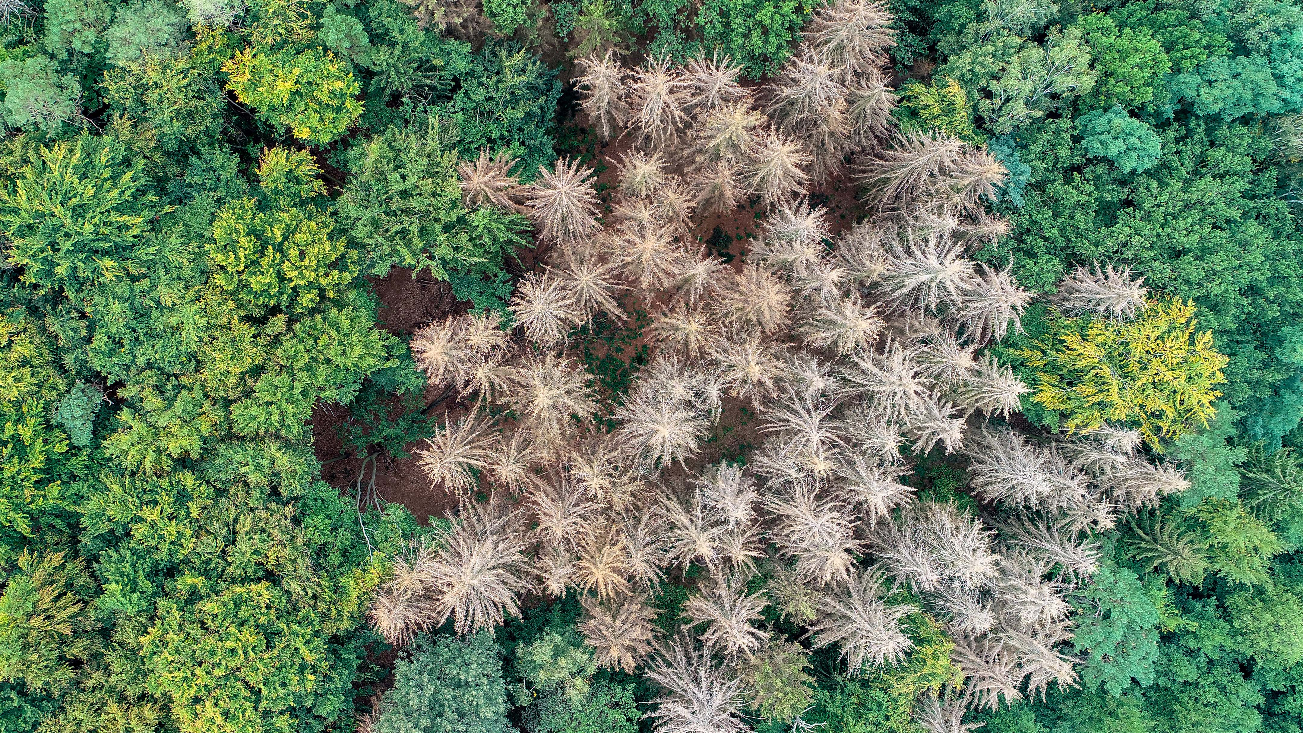 ARCHIV - 25.09.2019, Brandenburg, Sieversdorf: Abgestorbene Fichten, die die Trockenheit der vergangenen zwei Jahre nicht &cedil;berstanden haben, stehen zwischen noch gesunden Nadel- und Laubb&permil;umen in einem Waldgebiet im Landkreis M&permil;rkisch-Oderland. (Luftaufnahme mit einer Drohne).  Die Sch&permil;den in deutschen W&permil;ldern haben nach Einsch&permil;tzung von Experten ein historisches Ausmaﬂ erreicht. Foto: Patrick Pleul/dpa-Zentralbild/ZB +++ dpa-Bildfunk +++