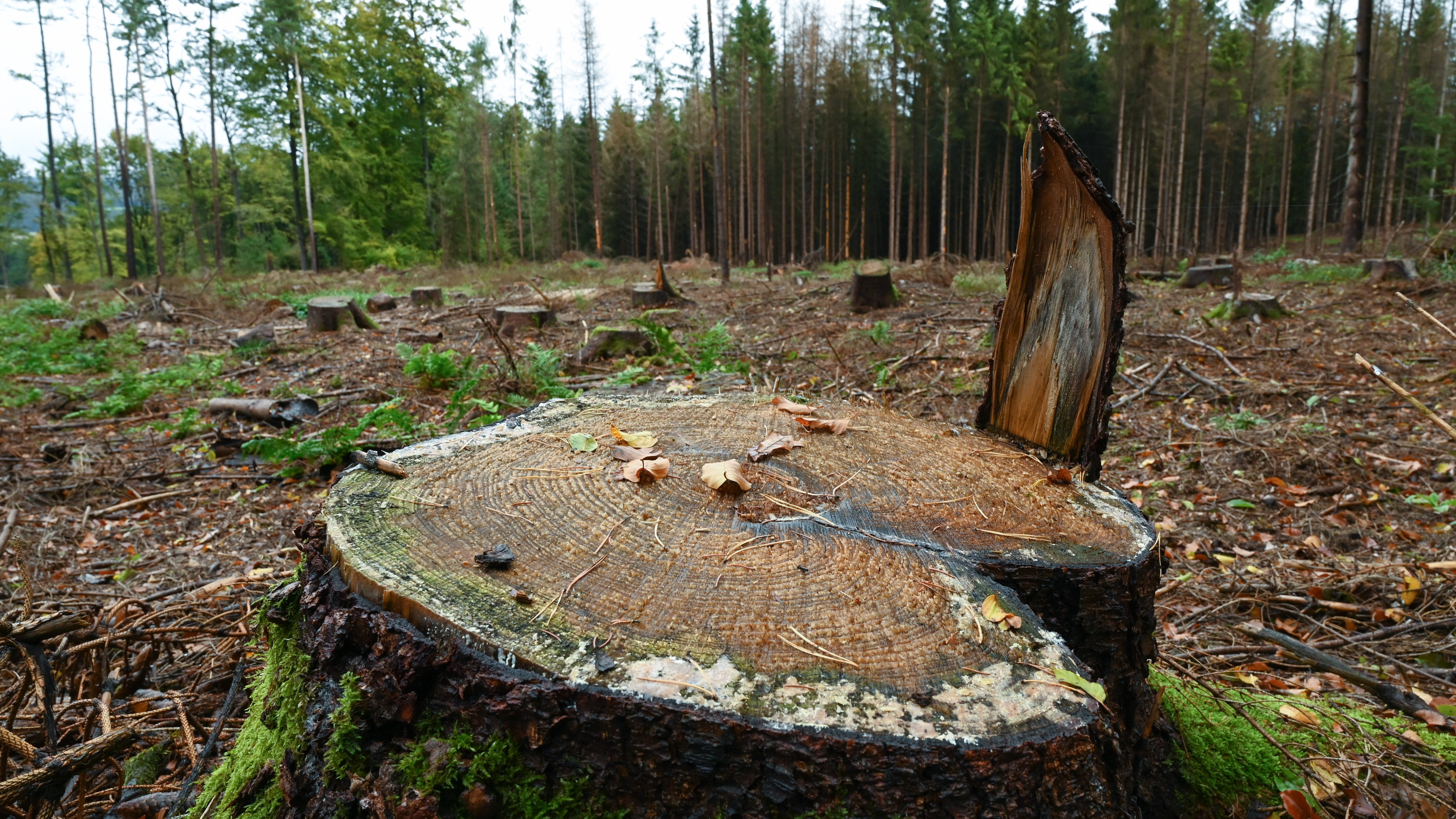 Ein Baumstumpf und abgestorbene Fichten (Hintergrund) bestimmen das Bild vom Wald von Landwirt G&uuml;nter Strube.