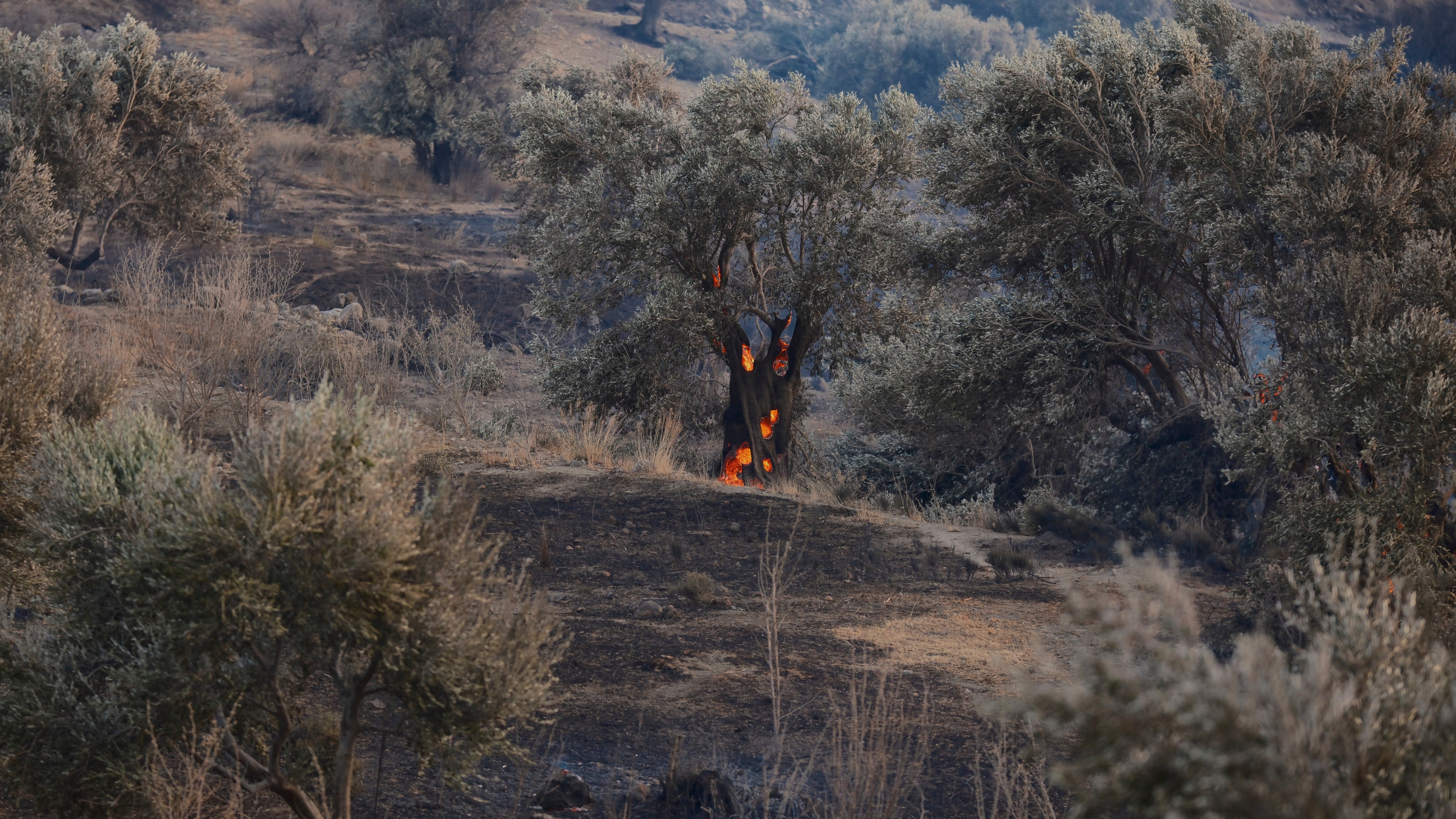 29.07.2026, Griechenland, Kreta: Bei einem Waldbrand in der Region Rethymno auf der s&uuml;dgriechischen Insel Kreta loderten die Flammen um einen Olivenbaum. (Giannis Angelakis/AP/dpa)