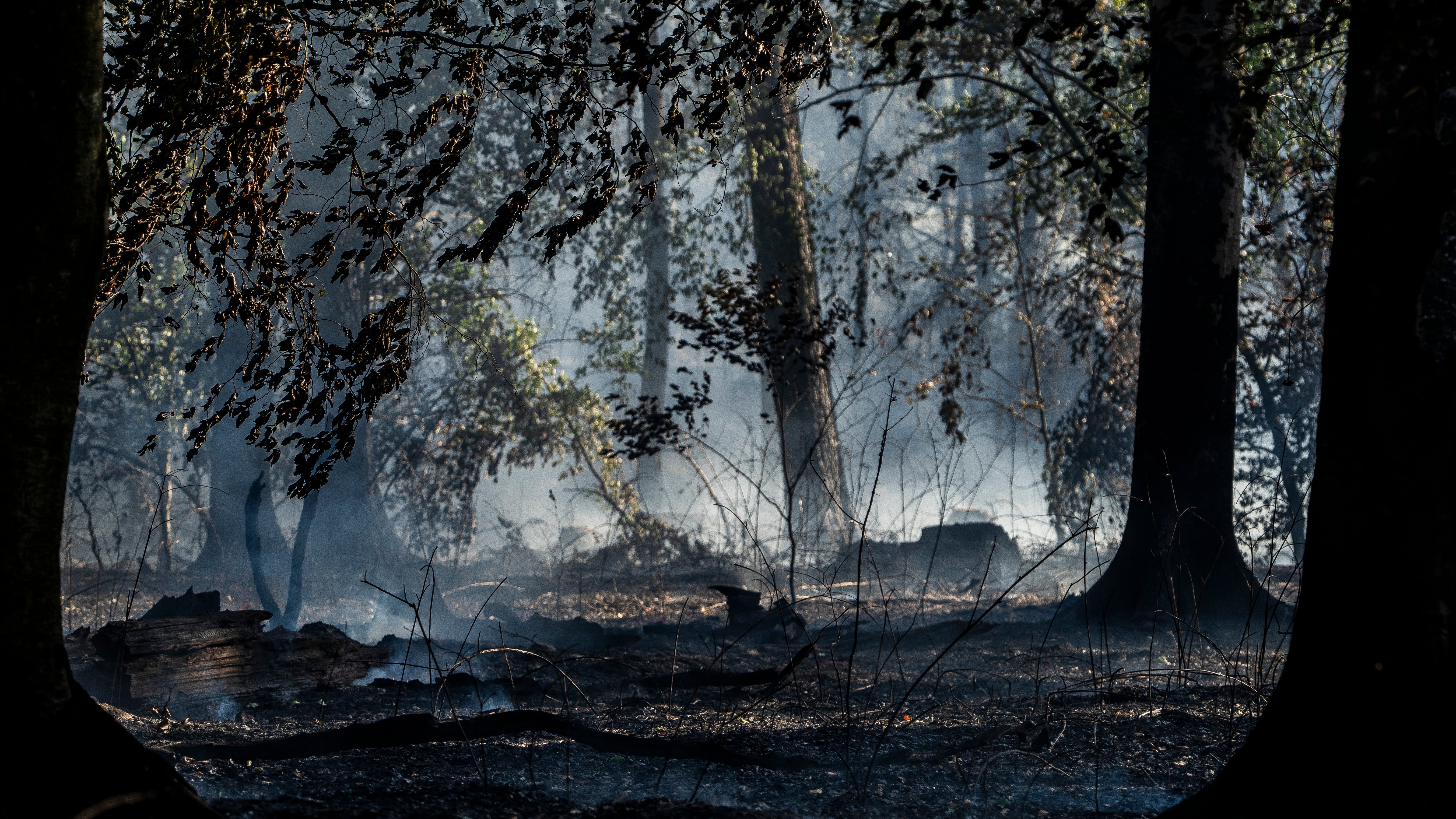 10.08.2026, Hessen, Rodenbach: Rauch steigt bei einem Waldbrand in einem Waldst&uuml;ck nahe der Wochenendhaus-Siedlung auf (Symbolbild) (Andreas Arnold/dpa)