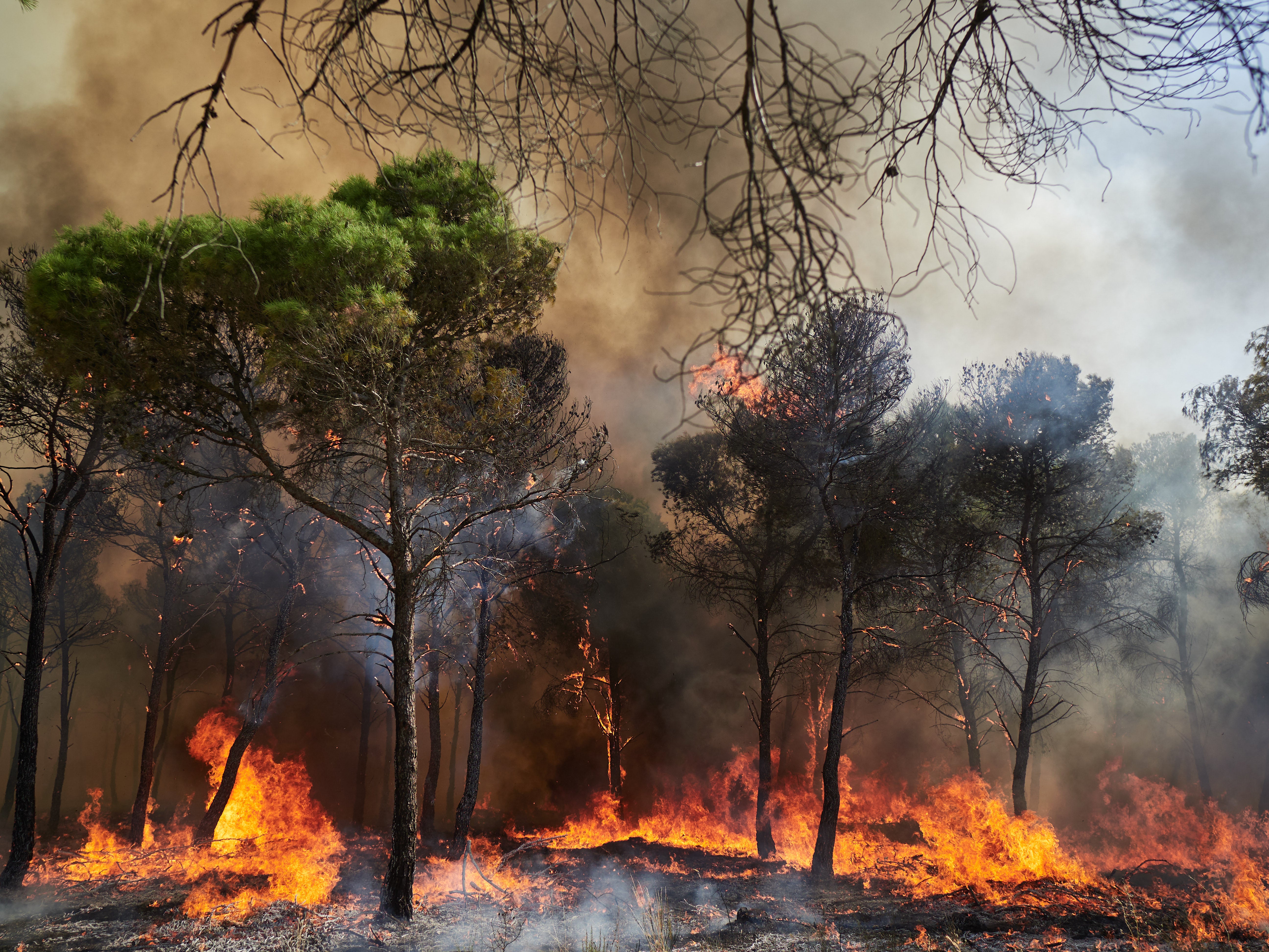 10.08.2025, Spanien, Carcastillo (Navarra): Ein Wald brennt in Carcastillo, Navarra, in Spanien. (Eduardo Sanz/EUROPA PRESS/dpa)
