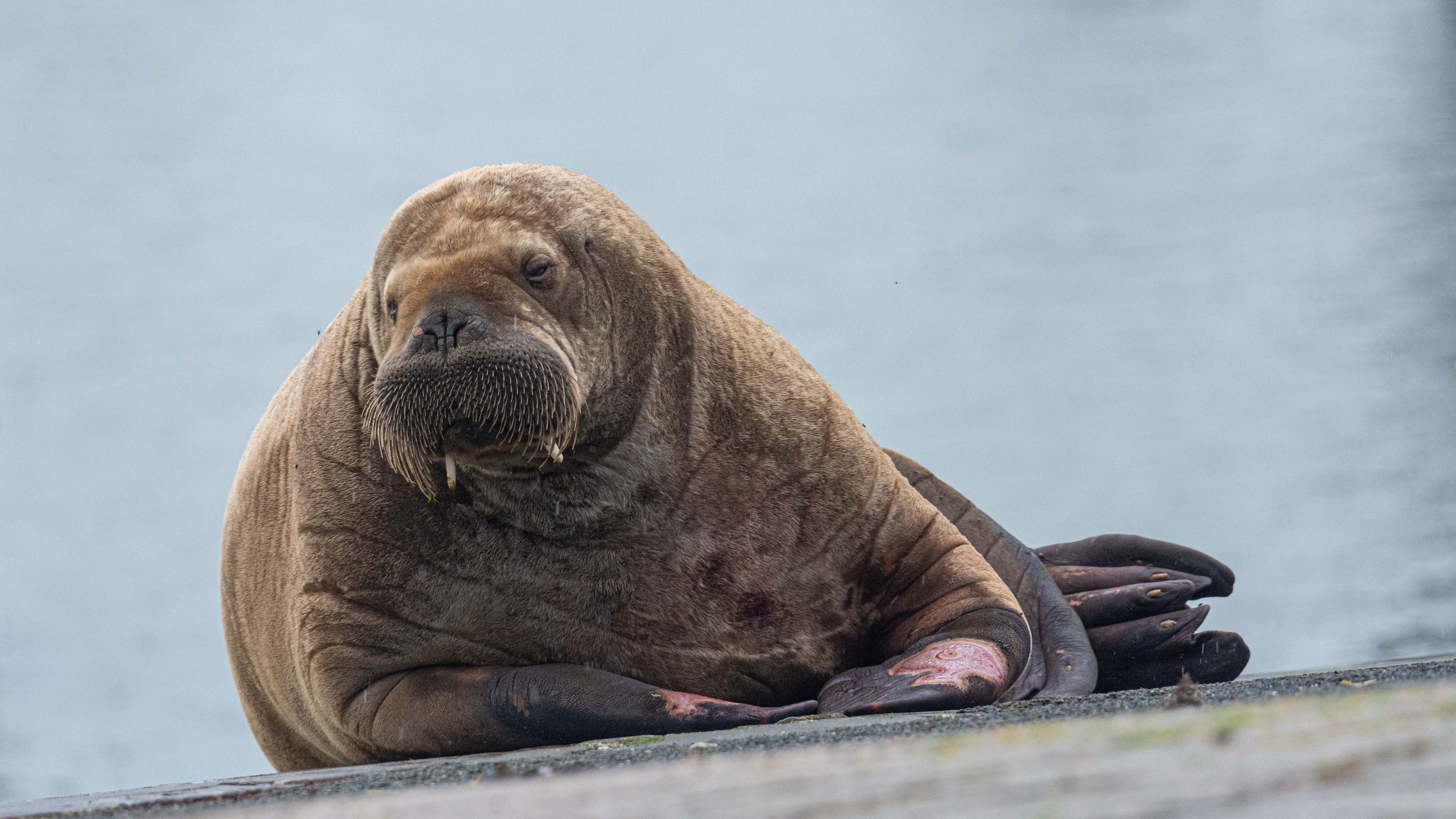 HANDOUT - 10.09.2021, Niedersachsen, Spiekeroog: Ein Walross liegt auf der Nordsee-Insel Spiekeroog. Offenbar gef&auml;llt es dem jungen Walross, das am Dienstag Baltrum im nieders&auml;chsischen Wattenmeer besuchte. Das massige Weibchen ruhte sich nun auf der Kaimauer im Hafen der etwa 22 Kilometer von Baltrum entfernten Insel Spiekeroog aus. Foto: -/Patrick K&ouml;sters/dpa - ACHTUNG: Nur zur redaktionellen Verwendung im Zusammenhang mit der Berichterstattung &uuml;ber die Sendung. Das Foto darf nicht ver&auml;ndert und nur im vollen Ausschnitt verwendet werden. Keine Archivierung. Nur mit vollst&auml;ndiger Nennung des vorstehenden Credits +++ dpa-Bildfunk +++