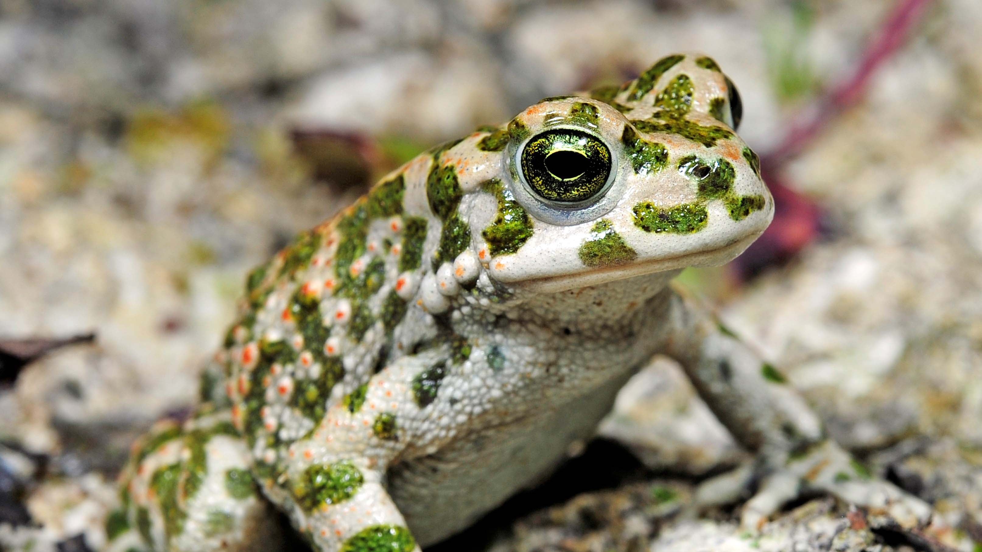 HANDOUT - 13.06.2010, Baden-W&uuml;rttemberg, Fellbach: Nahaufnahme einer Wechselkr&ouml;te. Die Wechselkr&ouml;te ist Lurch des Jahres 2022.      (zu dpa &laquo;Wechselkr&ouml;te ist Lurch des Jahres 2022&raquo;) Foto: Benny Trapp/DGHT/dpa - ACHTUNG: Nur zur redaktionellen Verwendung im Zusammenhang mit der aktuellen Berichterstattung und nur mit vollst&auml;ndiger Nennung des vorstehenden Credits +++ dpa-Bildfunk +++