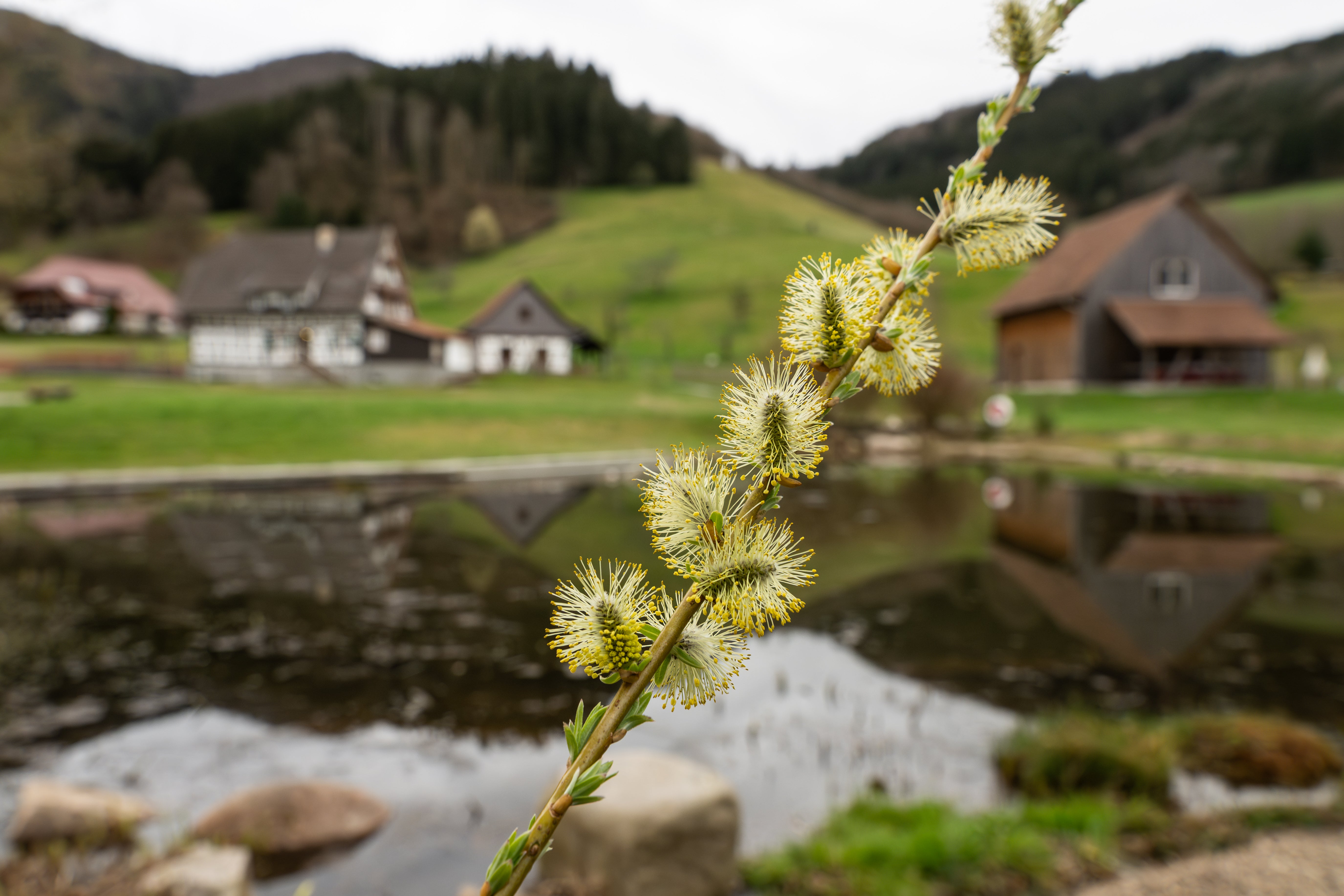 23.03.2025, Baden-W&uuml;rttemberg, Gutach: Weidenk&auml;tzchen bl&uuml;hen auf dem Gel&auml;nde des Schwarzw&auml;lder Freilichtmuseums Vogtsbauernhof. (Silas Stein/dpa)