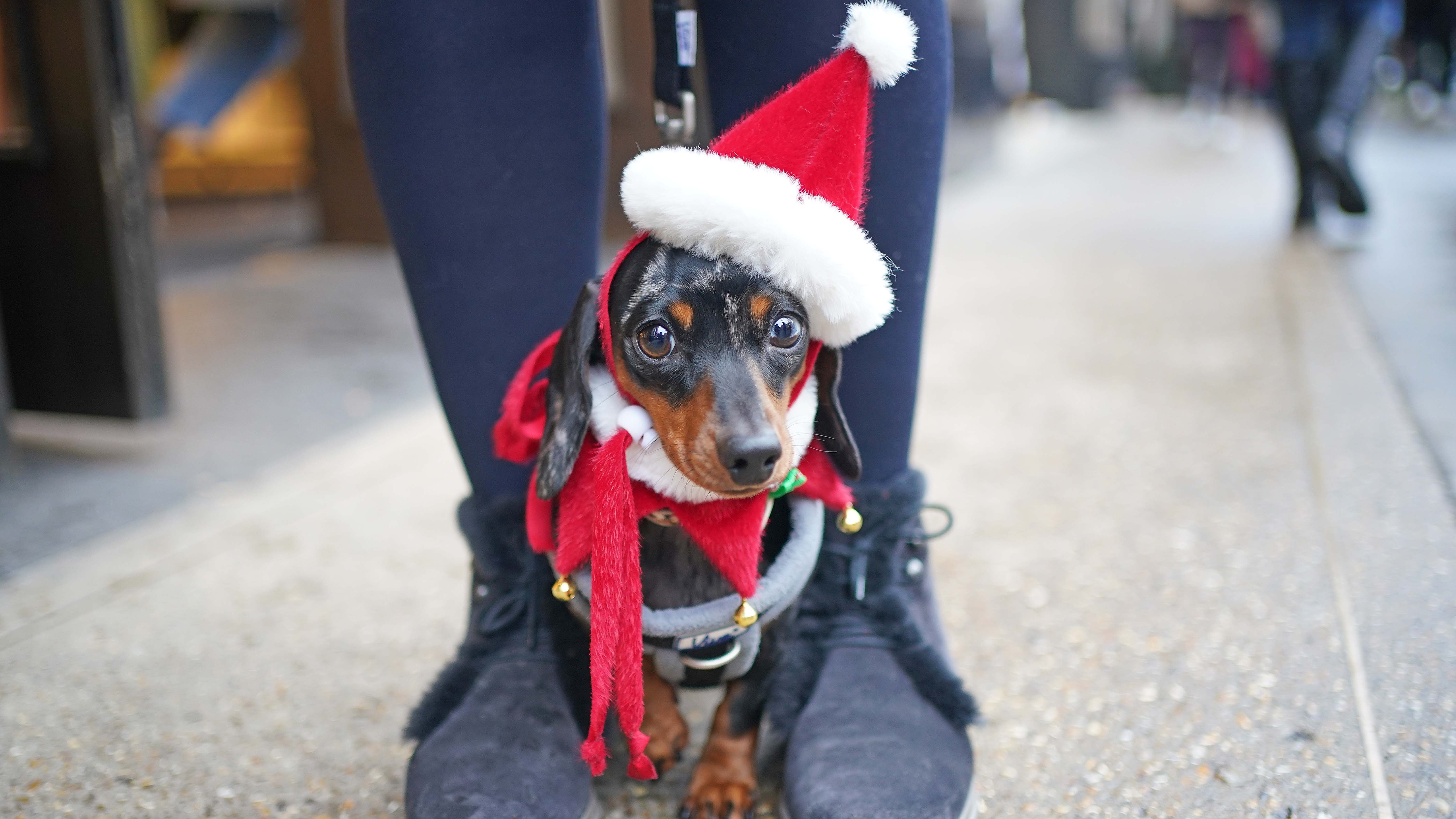 23.12.2021, Groﬂbritannien, London: Dackel &acute;Vera&ordf; tr&permil;gt eine Weihnachtsm&cedil;tze und geht mit ihrer Besitzerin die Kensington High Street im S&cedil;den Londons entlang. Foto: Yui Mok/PA Wire/dpa +++ dpa-Bildfunk +++