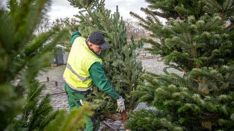 ARCHIV - 26.11.2019, Niedersachsen, Hannover: Weihnachtsb‰ume werden f¸r den Verkauf vorbereitet. Zwei Monate vor Heiligabend erwarten die Besitzer von Weihnachtsbaum-Plantagen in Niedersachsen, dass die Nachfrage nach Tannen in diesem Jahr hˆher ausf‰llt als ¸blich. Foto: Sina Schuldt/dpa +++ dpa-Bildfunk +++