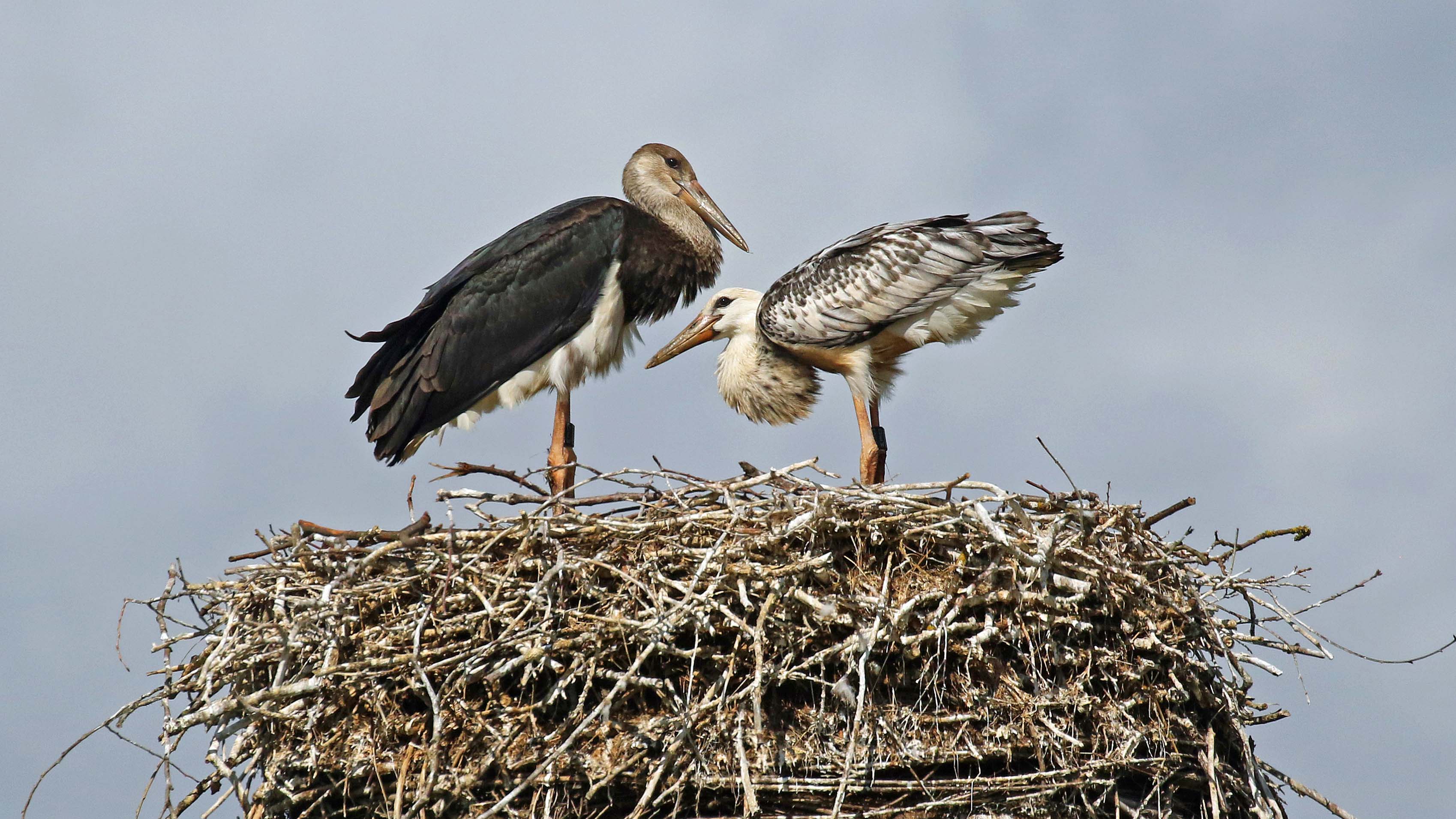 HANDOUT - 20.07.2023, Uelzen: Das von Arne Torkler, ehrenamtlicher Schwarzstorchenbetreuer f&uuml;r Niedersachsen und Schleswig-Holstein, zur Verf&uuml;gung gestellte Bild zeigt zwei Hybrid-Jungst&ouml;rche in einem Nest bei Uelzen. Wei&szlig;- und Schwarzst&ouml;rche haben eigentlich getrennte Lebensr&auml;ume und gehen sich aus dem Weg. Bei Uelzen hat sich nun eine Schwarzst&ouml;rchin im Nest des Wei&szlig;storchs breit gemacht und mit ihm Nachwuchs gezeugt. (zu dpa &laquo;Seltene Liebe - Wei&szlig;storch paart sich mit Schwarzst&ouml;rchin&raquo;) Foto: Arne Torkler/dpa - ACHTUNG: Nur zur redaktionellen Verwendung im Zusammenhang mit der aktuellen Berichterstattung und nur mit vollst&auml;ndiger Nennung des vorstehenden Credits +++ dpa-Bildfunk +++