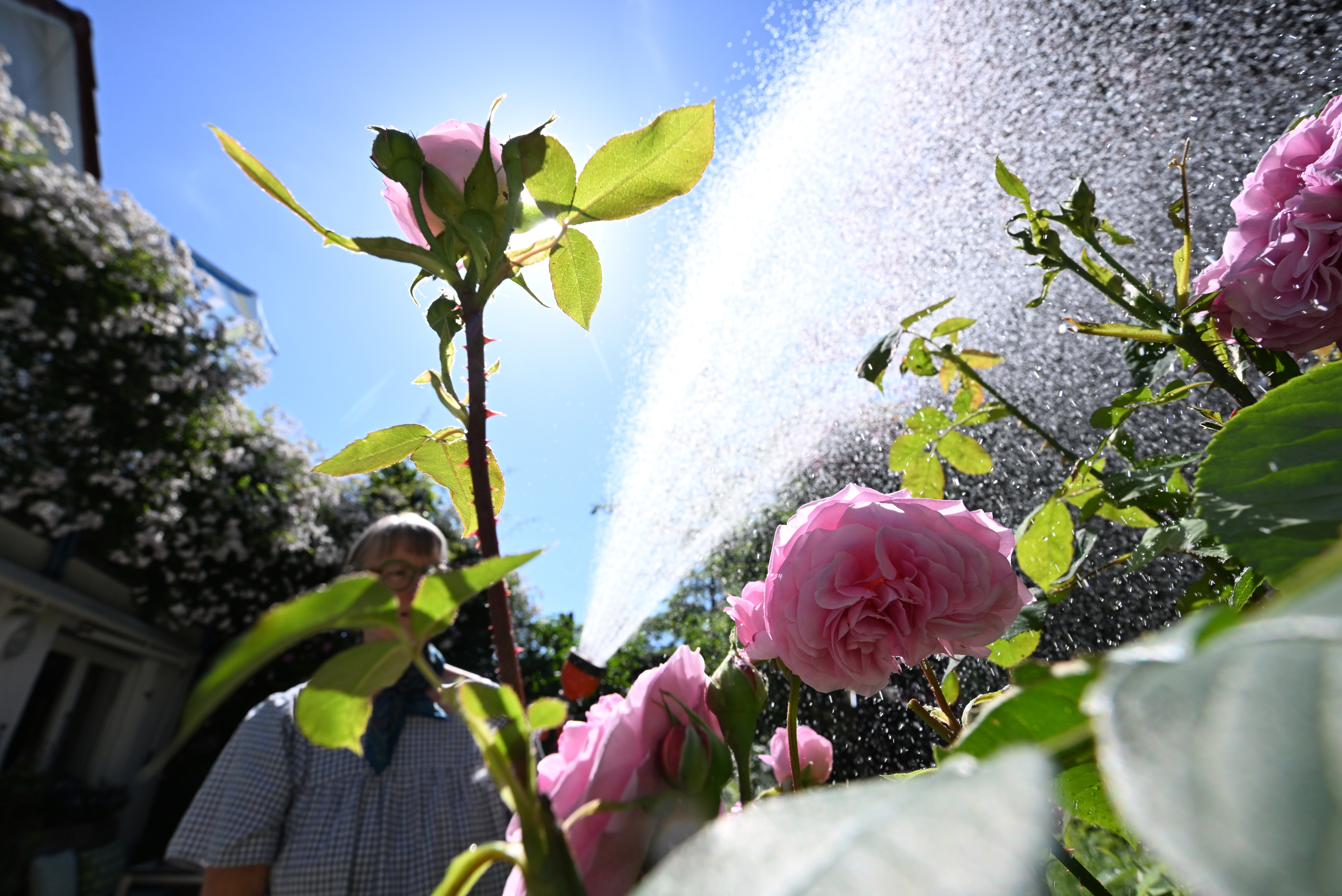 29.05.2026, Baden-W&uuml;rttemberg, Stuttgart: Eine Frau gie&szlig;t bei strahlendem Sonnenschein und anhaltender Trockenheit in einem Garten Blumen. (Bernd Wei&szlig;brod/dpa)