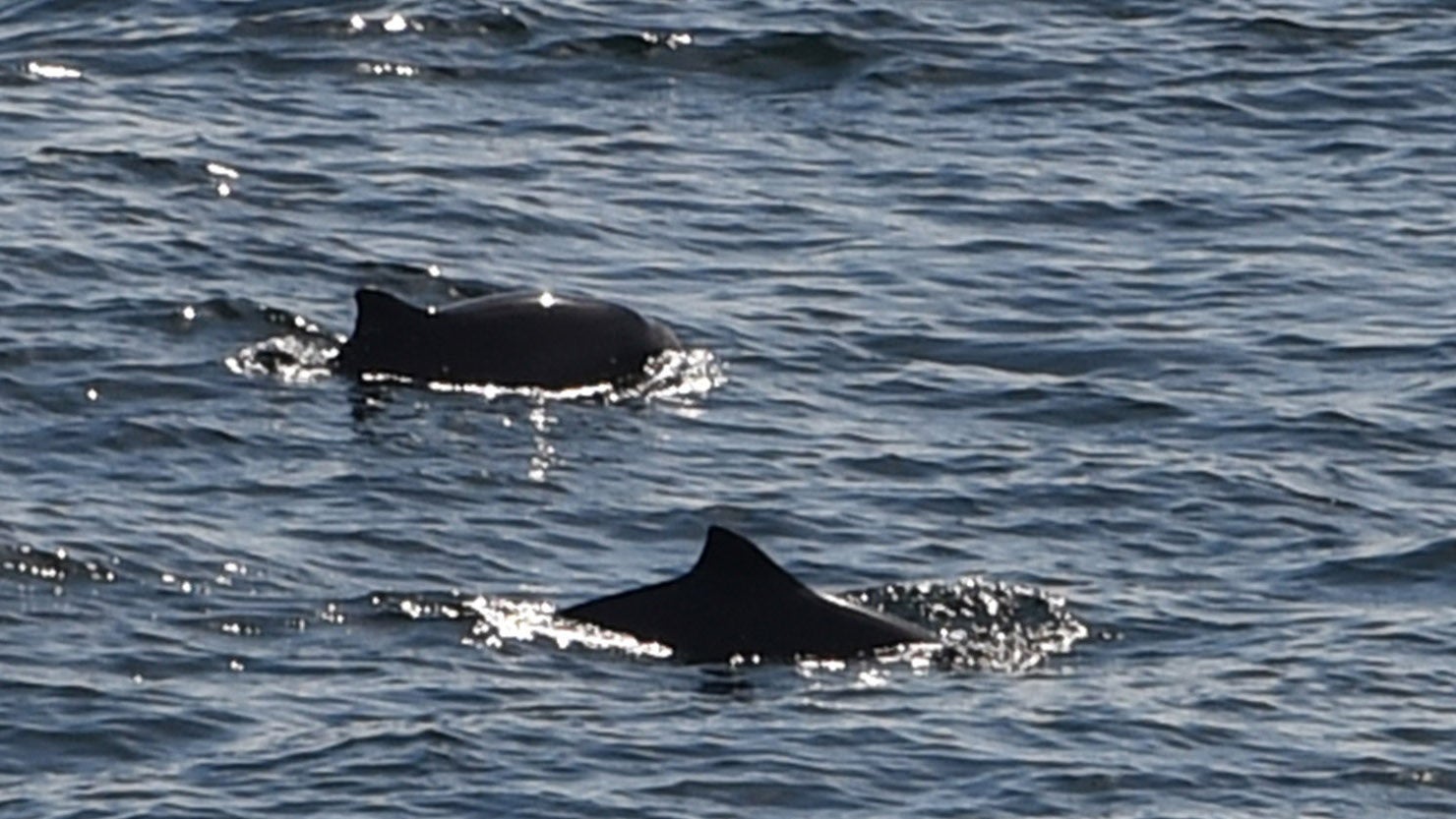 Zwei Schweinswale schwimmen in der Ostsee zwischen Puttgarden und dem d&auml;nischen R&ouml;dbyhavn auf dem Fehmarnbelt.