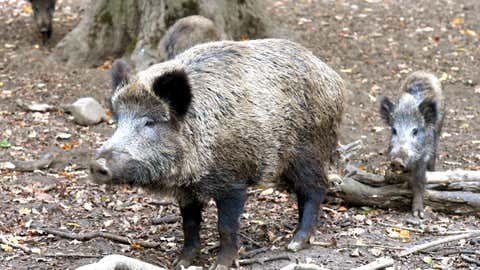 ARCHIV - 30.10.2018, Niedersachsen, Springe: Wildschweine im Freigehege im Tierpark Wisentgehege. (Zu dpa "Hunderte F‰lle von Schweinepest in Wildgehege bei Budapest") Foto: Holger Hollemann/dpa +++ dpa-Bildfunk +++