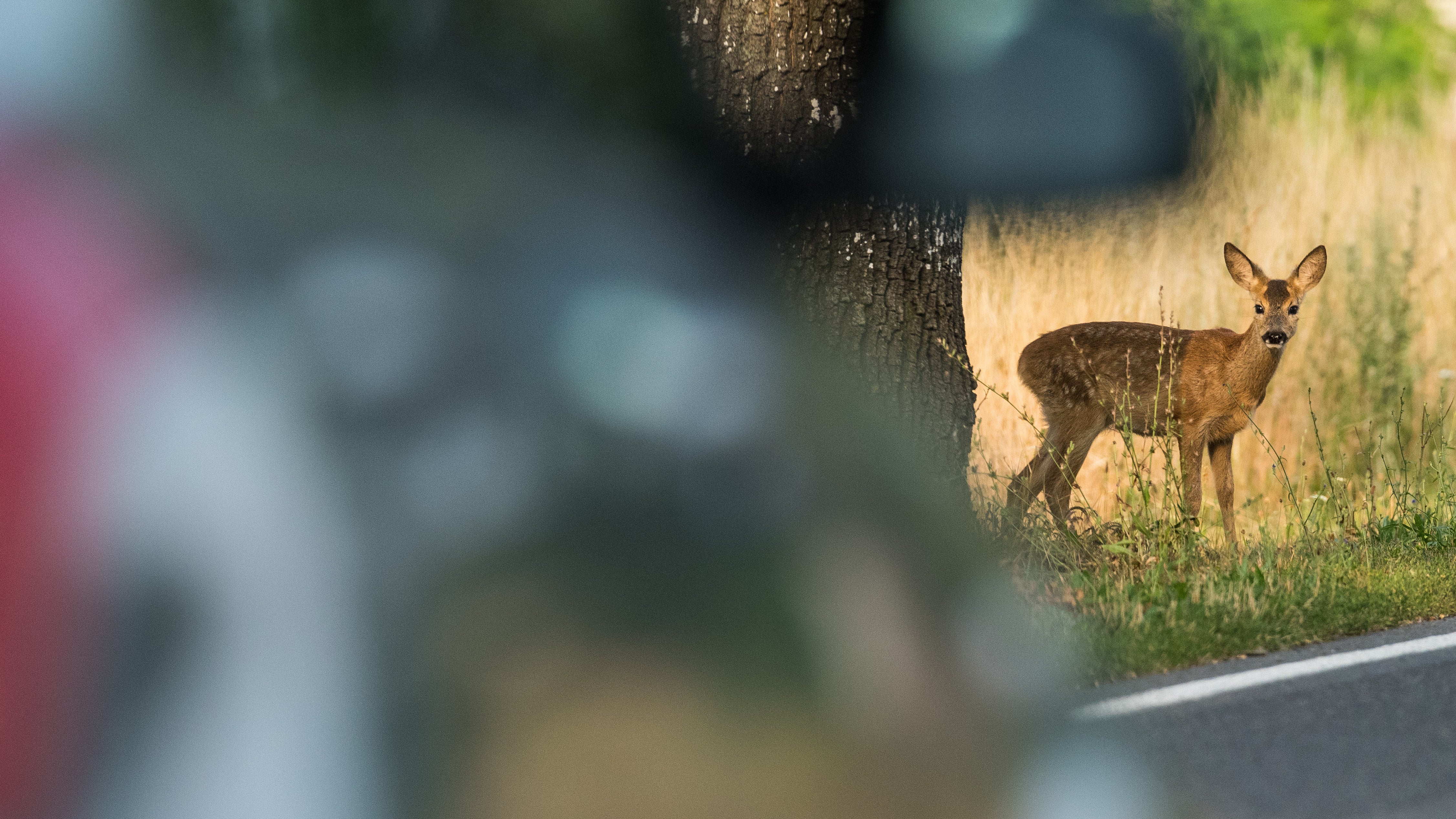 Ein junges Reh steht neben einem Alleebaum an einem Stra&szlig;enrand. Experten warnen Autofahrer vor verst&auml;rktem Wildwechsel im Herbst.
