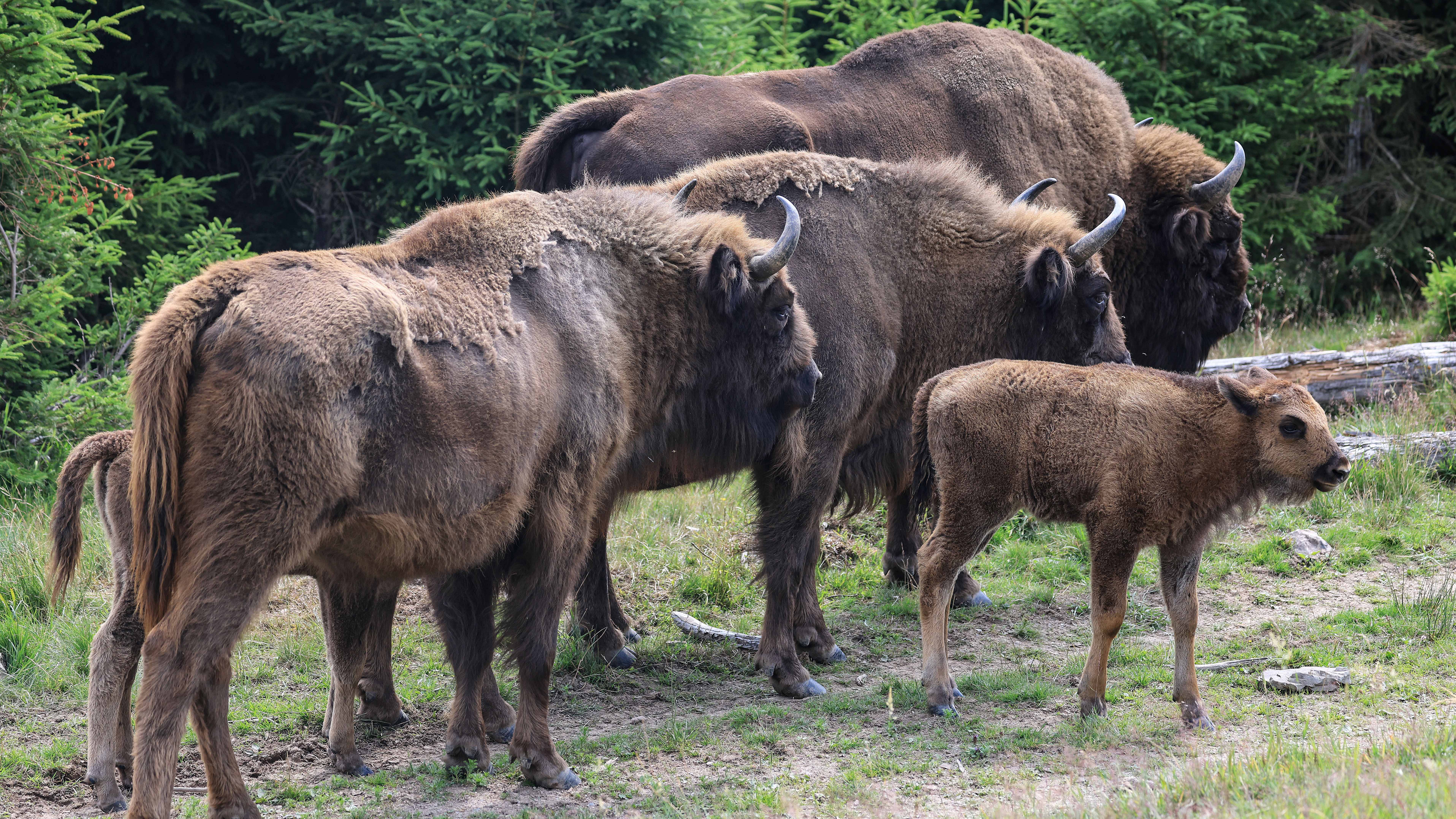ARCHIV - 04.07.2023, Nordrhein-Westfalen, Siegen: Wisente gehen durch die Wisent-Wildnis im Sauerland. Nach langem Streit um Deutschlands einzige freilebende Wisent-Herde hatte der Tr&permil;gerverein die Abwicklung des Artenschutzprojekts verk&cedil;ndet. Die f&cedil;r &acute;herrenlos&ordf; erkl&permil;rte Herde w&permil;chst aber weiter und richtet unver&permil;ndert Sch&permil;den an B&permil;umen an. Ein Runder Tisch sucht Perspektiven f&cedil;r das Projekt. (Zu dpa/lnw: Wisente-Herde im Sauerland - Suche nach Perspektiven f&cedil;r Artenschutzprojekt") (zu dpa: &acute;D&cedil;stere Aussichten f&cedil;r Deutschlands einzige frei lebende Wisent-Herde&ordf;) Foto: Oliver Berg/dpa +++ dpa-Bildfunk +++