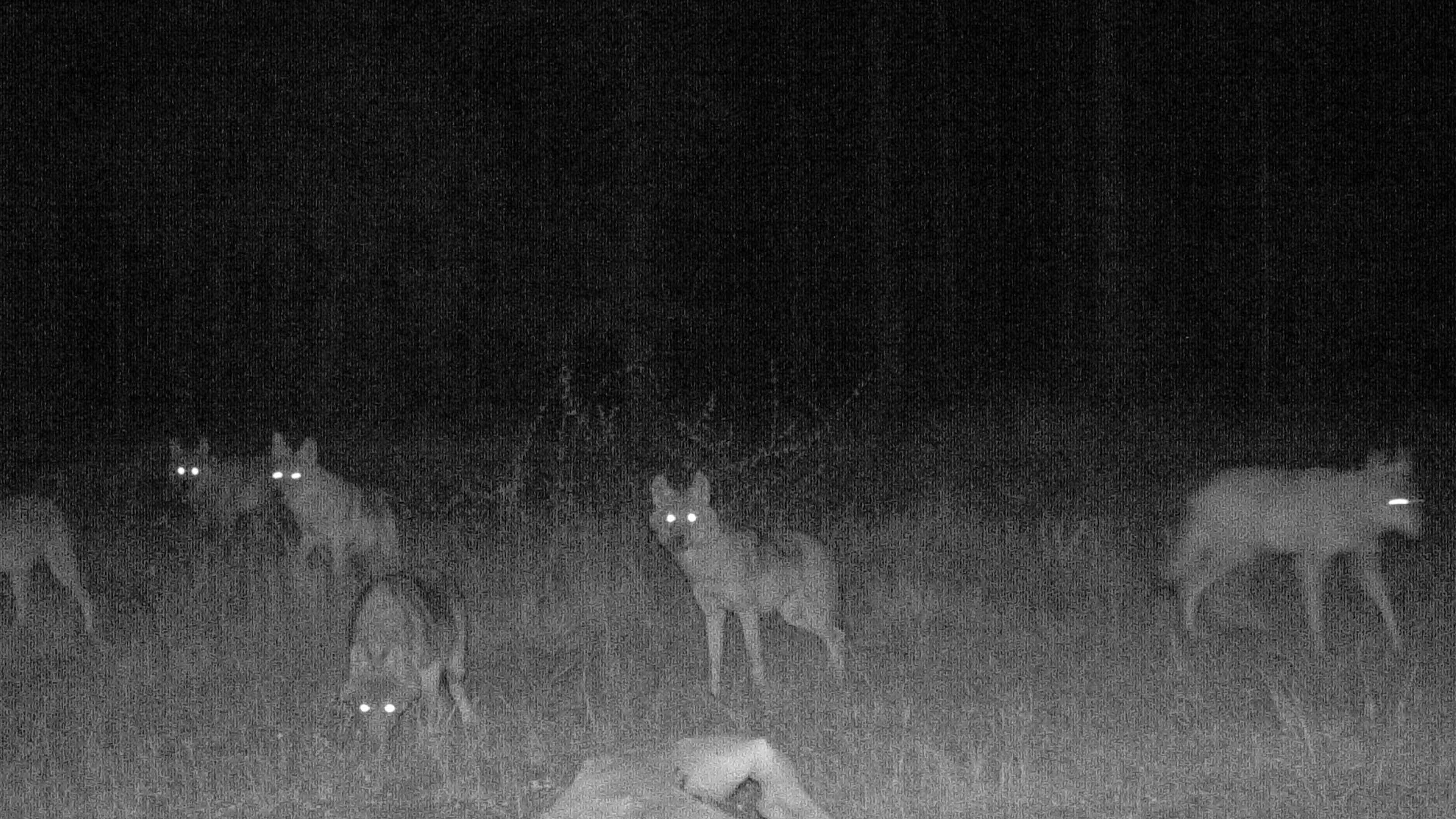 HANDOUT - 19.09.2020, Bayern, Neustadt an der Waldnaab: Das Foto zeigt Wolfswelpen, aufgenommen von einer Wildtierkamera. Eine W&circ;lfin hat im Manteler Forst (Oberpfalz) Nachwuchs bekommen. Fotos belegen, dass f&cedil;nf Jungtiere zu dem Rudel geh&circ;ren. Die Tiere im Landkreis Neustadt an der Waldnaab gelten als standorttreu. W&circ;lfe sind streng gesch&cedil;tzt. Foto: -/Bayerisches Landesamt f&cedil;r Umwelt/dpa - ACHTUNG: Nur zur redaktionellen Verwendung und nur mit vollst&permil;ndiger Nennung des vorstehenden Credits +++ dpa-Bildfunk +++