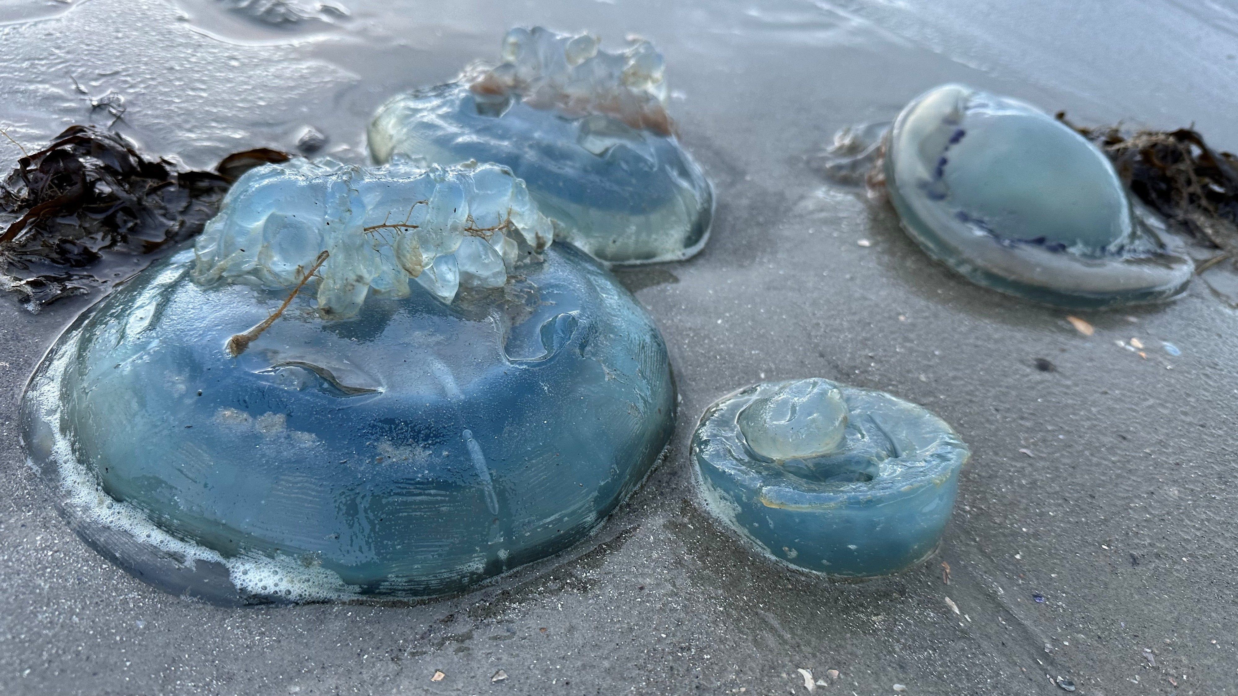 13.11.2023, Norderney: Wurzelmundquallen liegen am Weststrand der ostfriesischen Insel Norderney. (Volker Bartels/dpa)

