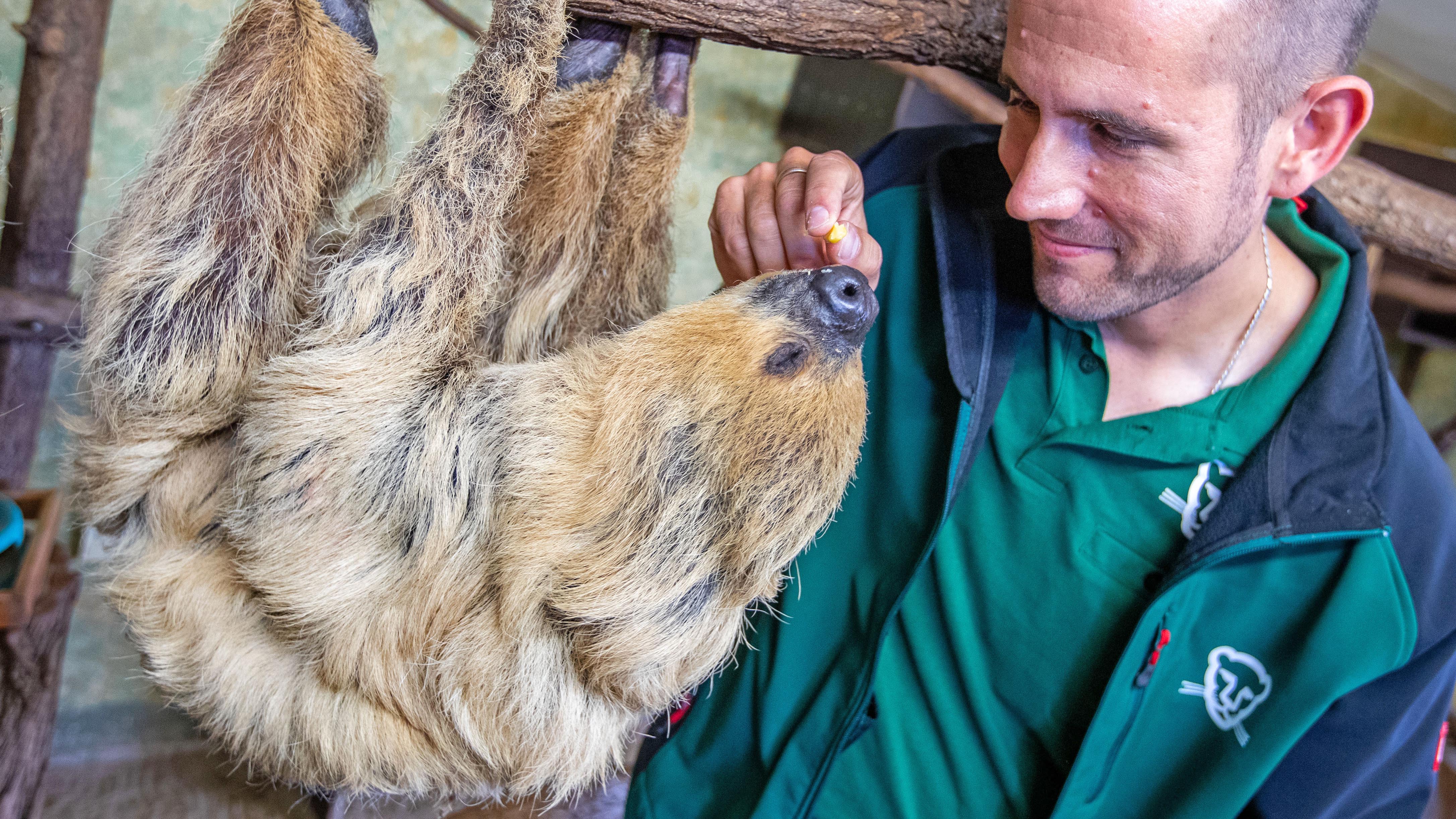 18.10.2019, Sachsen-Anhalt, Halle (Saale): Zoodirektor Dennis M&cedil;ller verteilt nach Bekanntgabe des Guinnes World Records f&cedil;r das &permil;lteste Faultier der Welt an Paula ein paar Leckereien. Das mit 50 Jahren &permil;lteste bekannte Faultier der Welt wurde p&cedil;nktlich zum Weltfaultiertag (19. Oktober) anerkannt. Die Zweifingerfaultier-Dame lebt seit 1971 im Bergzoo Halle (Saale) und feierte im Juni Geburtstag. Laut Zooangaben gab es Ende 2018 insgesamt 65 Faultiere in Deutschlands Zoos und 266 europaweit. Foto: Jens B&cedil;ttner/dpa-Zentralbild/dpa +++ dpa-Bildfunk +++