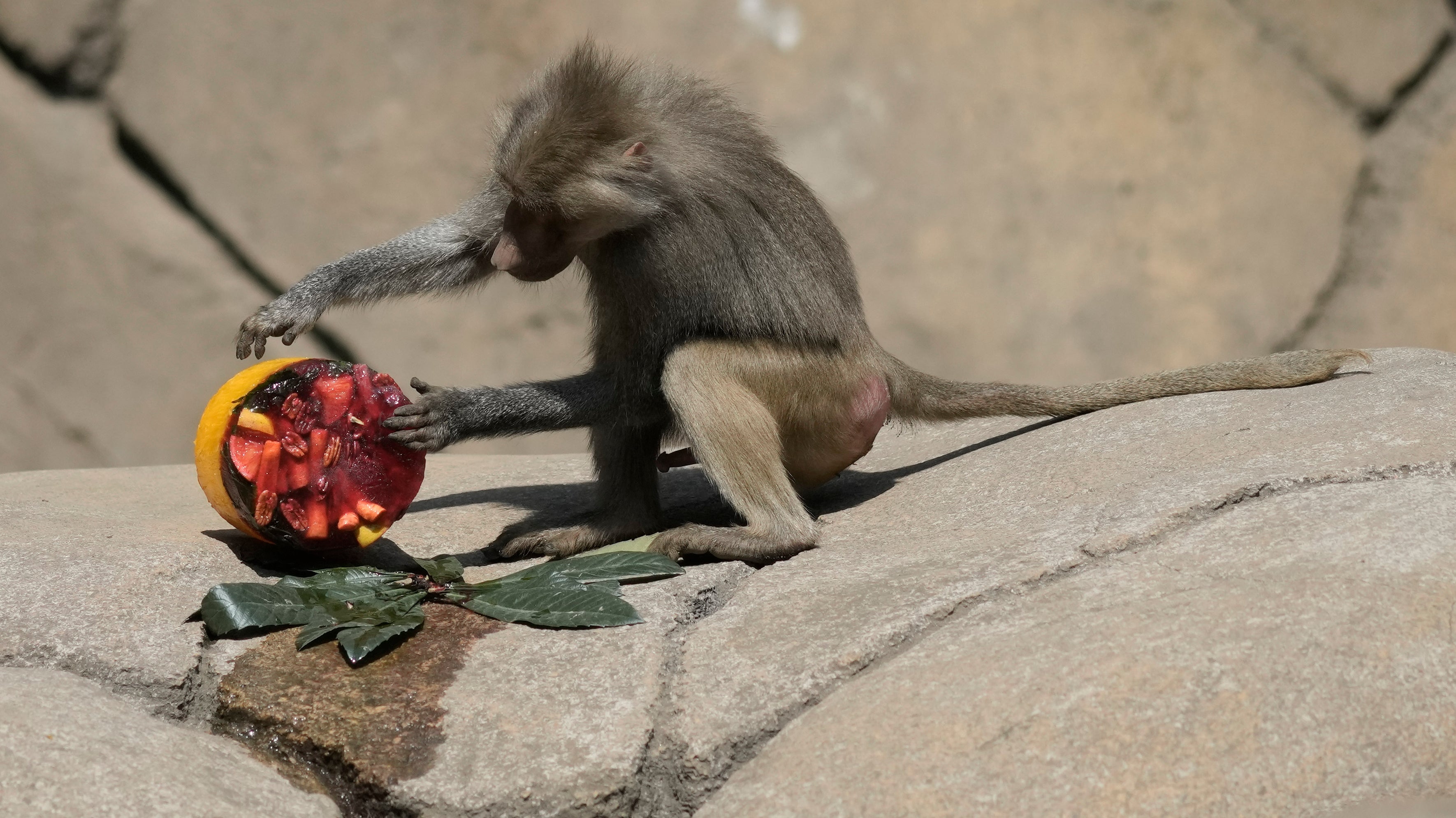 Ein Pavian inspiziert einen gefrorenen Leckerbissen in seinem Gehege im Chapultepec Zoo, w&auml;hrend die Mitarbeiter daran arbeiten, die Tiere inmitten einer anhaltenden Hitzewelle und D&uuml;rre zu k&uuml;hlen, in Mexiko-Stadt, Freitag, 7. Juni 2024.