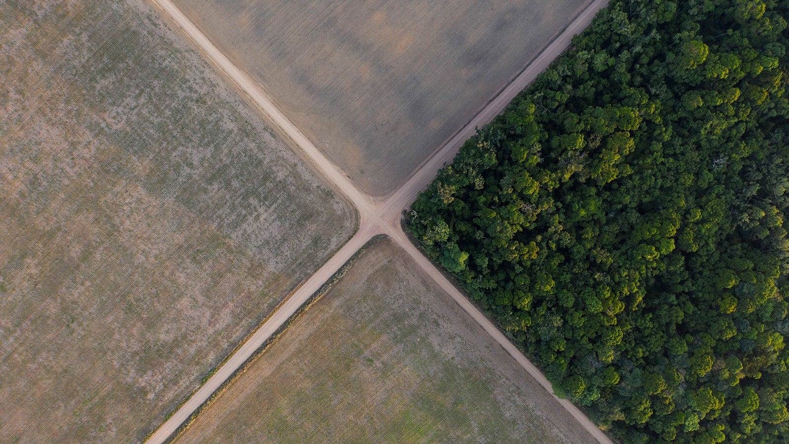 ARCHIV - 30.11.2019, Brasilien, Belterra: An einer Wegekreuzung steht ein St&uuml;ck Amazonas-Regenwald neben Sojafeldern.  Rund 360 Quadratkilometer Regenwald sind im brasilianischen Amazonasgebiet allein im Januar durch Abholzung verloren gegangen. Dies ist der h&ouml;chste Wert f&uuml;r diesen Monat seit dem Jahr 2015, wie das Nationale Institut f&uuml;r Weltraumforschung (Inpe) berichtete. Foto: Leo Correa/AP/dpa +++ dpa-Bildfunk +++