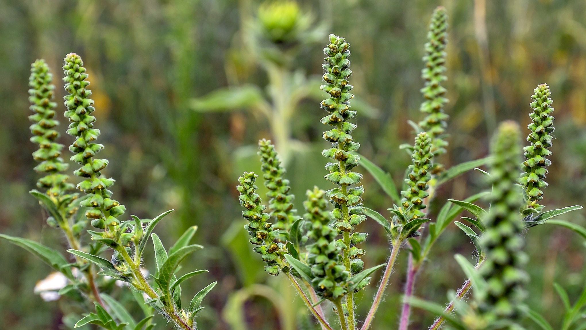 12.07.2016, Brandenburg, Vetschau: Beifu&szlig;-Ambrosiapflanzen (Ambrosia artemisifolia) in einem Sonnenblumenfeld. Die Ambrosia-Pflanze kann Allergien ausl&ouml;sen. (Patrick Pleul/dpa-Zentralbild/dpa)
