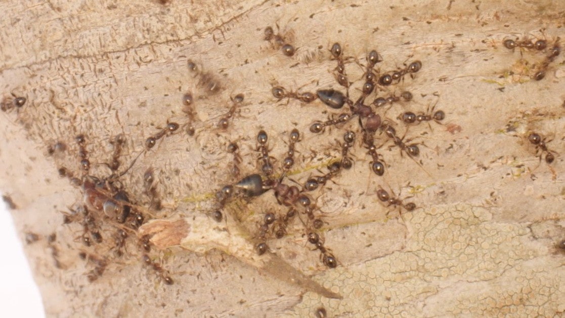 Einheimische Ameisen (roter Kopf und Thorax, schwarzes Abdomen) werden von invasiven Gro&szlig;k&ouml;pfigen Ameisen get&ouml;tet, wodurch Fl&ouml;tenakazien schutzlos gegen&uuml;ber Elefanten sind. In der kenianischen Savanne hat die invasive Ameisenart &uuml;ber eine &ouml;kologische Kettenreaktion das Beuteschema von L&ouml;wen ver&auml;ndert. (Pat Milligan/University of Wyoming/dpa)