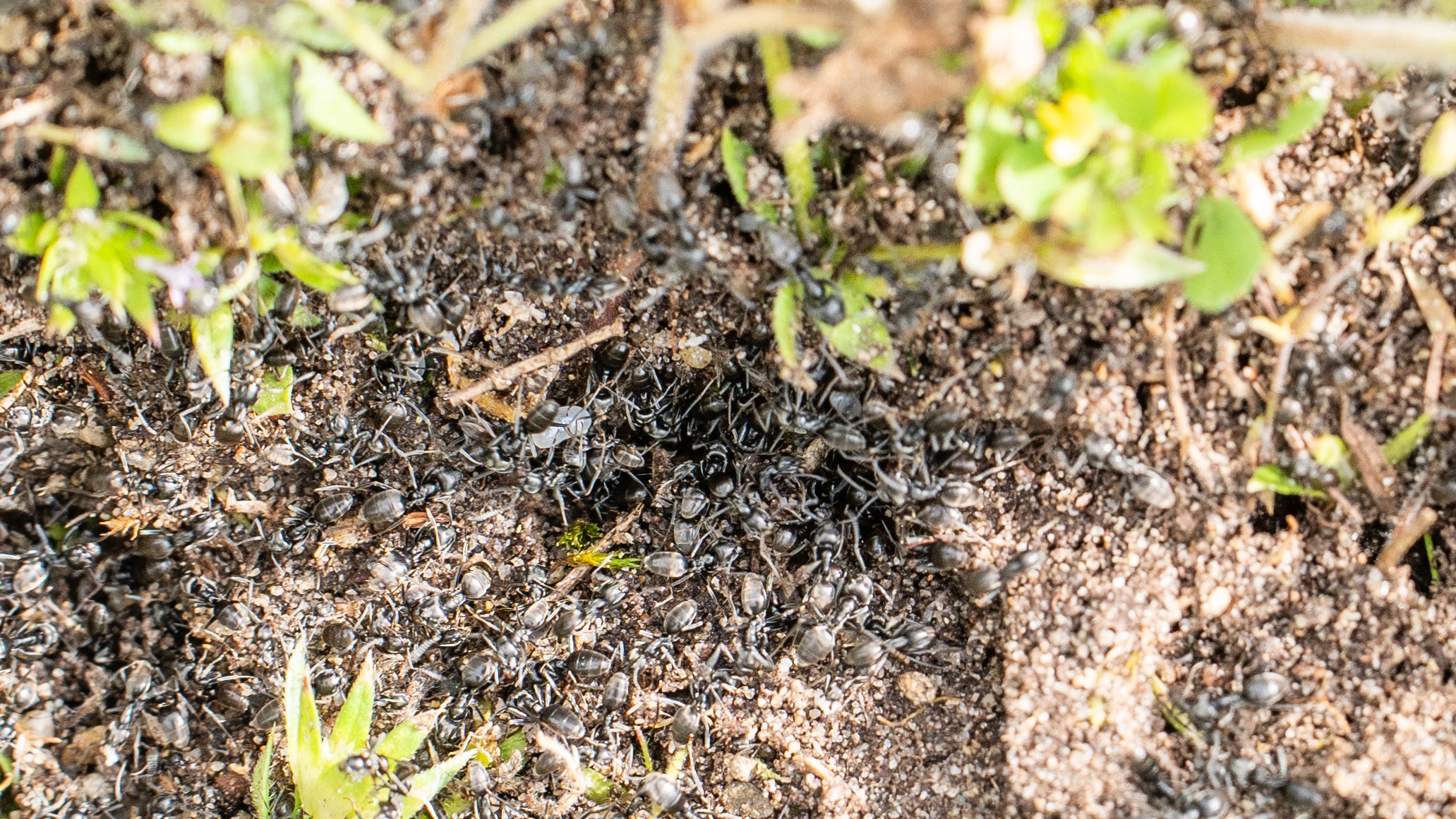 Baden-W&uuml;rttemberg, Kehl: Invasive Ameisen der Art Tapinoma magnum sind auf einer Fl&auml;che in der badischen Stadt Kehl zu sehen. (Annette Lipowsky/Stadt Kehl/dpa)
