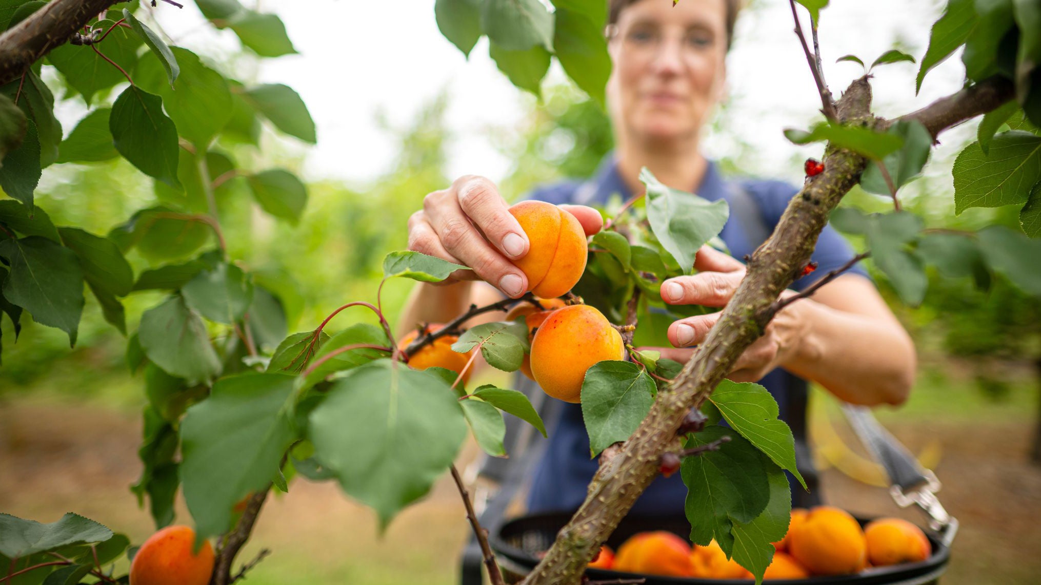 22.07.2025, Niedersachsen, Guderhandviertel: Sabine Schliecker vom Obsthof Schliecker, erntet Aprikosen. Die Obstbauer in Deutschland sp&uuml;ren den Klimawandel und z&uuml;chten mehr und mehr s&uuml;dl&auml;ndische Fr&uuml;chte. Das Problem des regionalen Anbaus sind die niedrigen Preise der importierten Ware. (Sina Schuldt/dpa)

