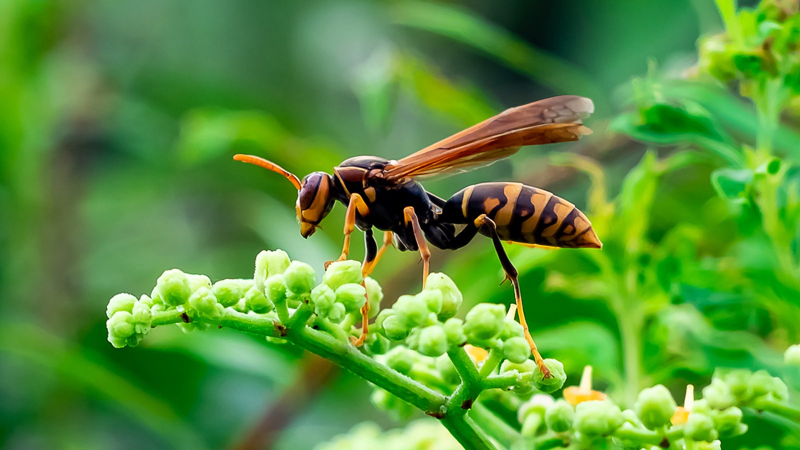 A Japanese paper wasp feeds from wildflowers beside a river in Kanagawa, Japan