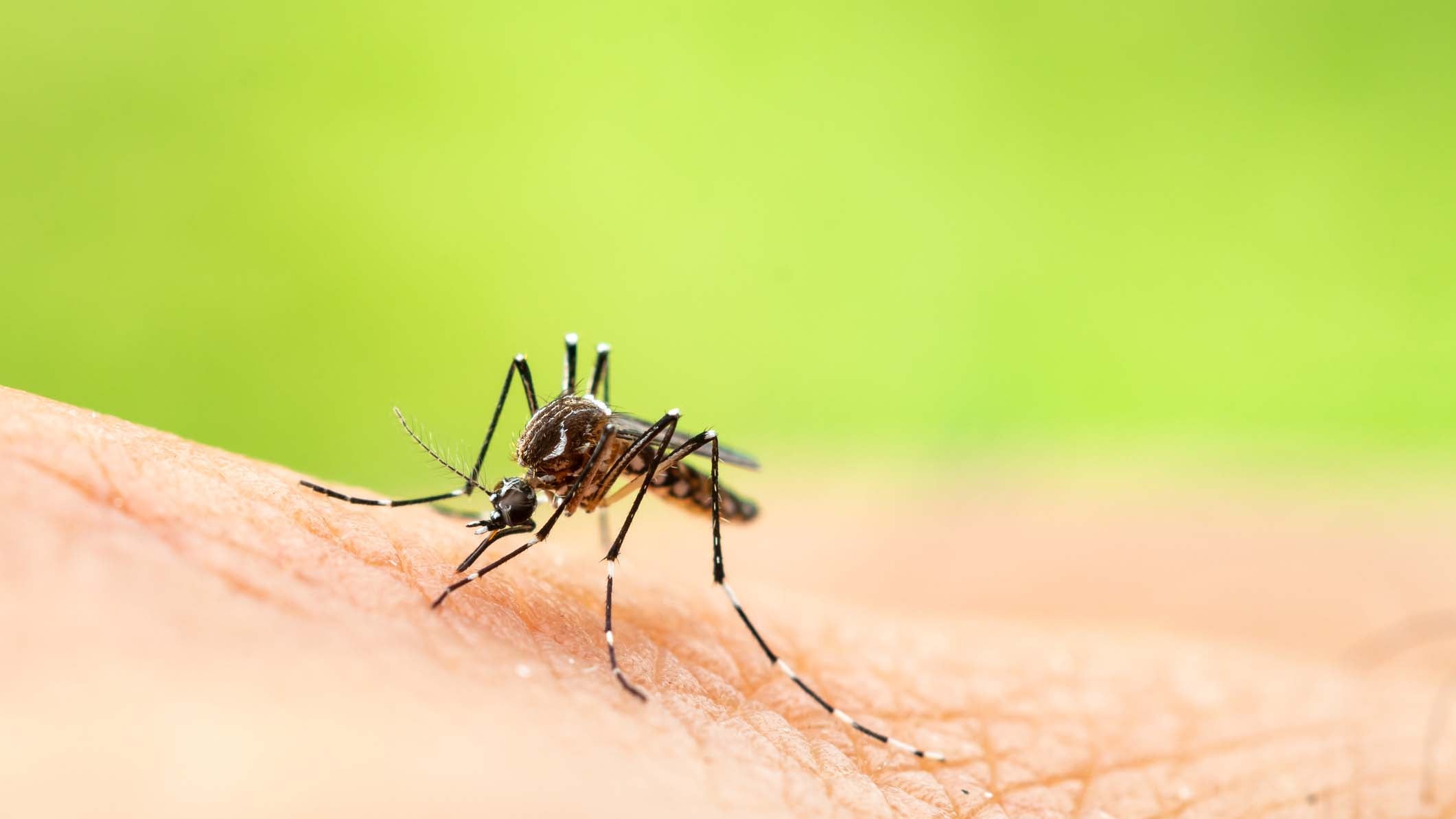 Aedes aegypti or yellow fever mosquito sucking blood on skin,Macro close up show markings on its legs and a marking in the form of a lyre on the upper surface of its thorax