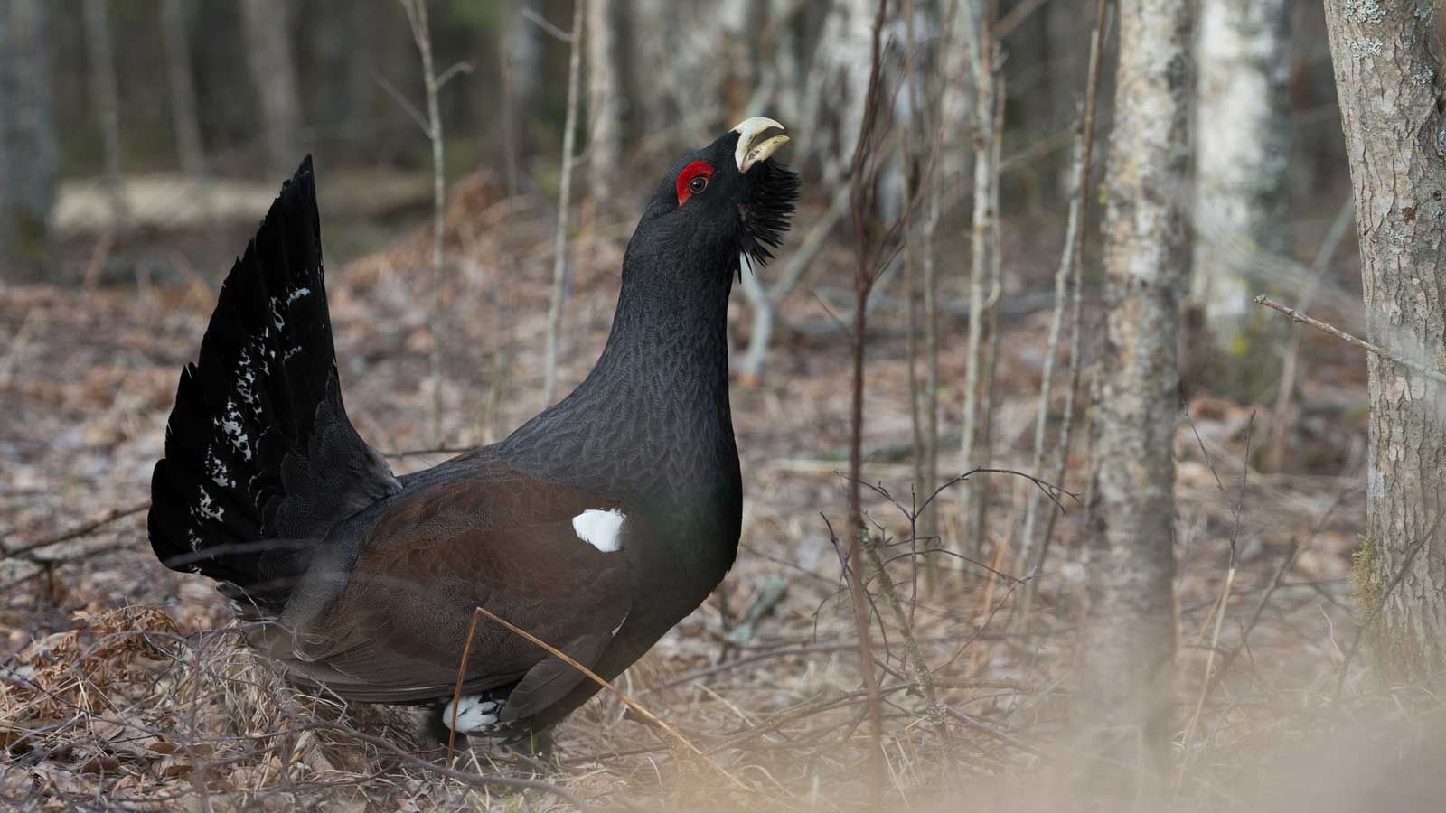 Auerhahn GettyImages