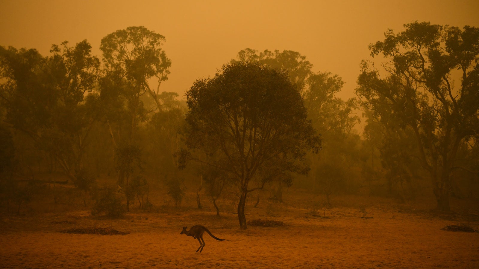 05.01.2020, Australien, Canberra: Ein K&auml;nguru h&uuml;pft am fr&uuml;hen Morgen durch das Buschland inmitten von Rauchschwaden, die von den verheerenden Buschbr&auml;nden verursacht wurden. Foto: Lukas Coch/AAP/dpa +++ dpa-Bildfunk +++