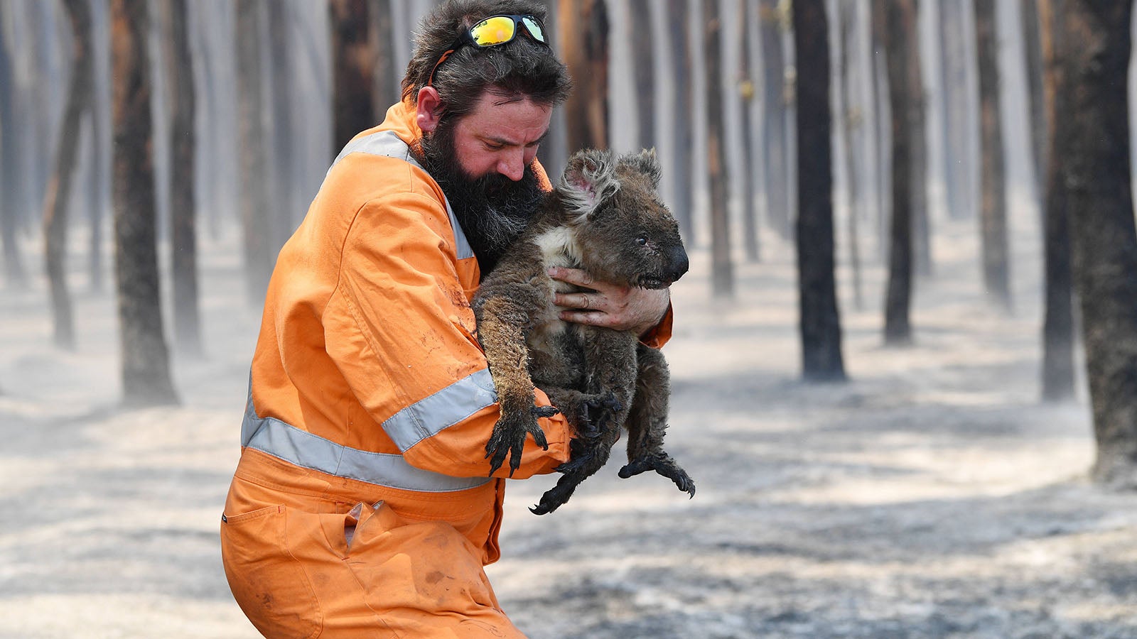 KANGAROO ISLAND BUSHFIRES, Adelaide wildlife rescuer Simon Adamczyk is seen with koala rescued at a burning forest near near Cape Borda on Kangaroo Island, southwest of Adelaide, Tuesday, January 7, 2020. A convoy of Army vehicles, transporting up to 100 Army Reservists and self-sustainment supplies, have arrived on Kangaroo Island as part of Operation Bushfire Assist at the request of the South Australian Government.  ACHTUNG: NUR REDAKTIONELLE NUTZUNG, KEINE ARCHIVIERUNG UND KEINE BUCHNUTZUNG ADELAIDE SA AUSTRALIA PUBLICATIONxINxGERxSUIxAUTxONLY Copyright: xDAVIDxMARIUZx 20200107001440807322