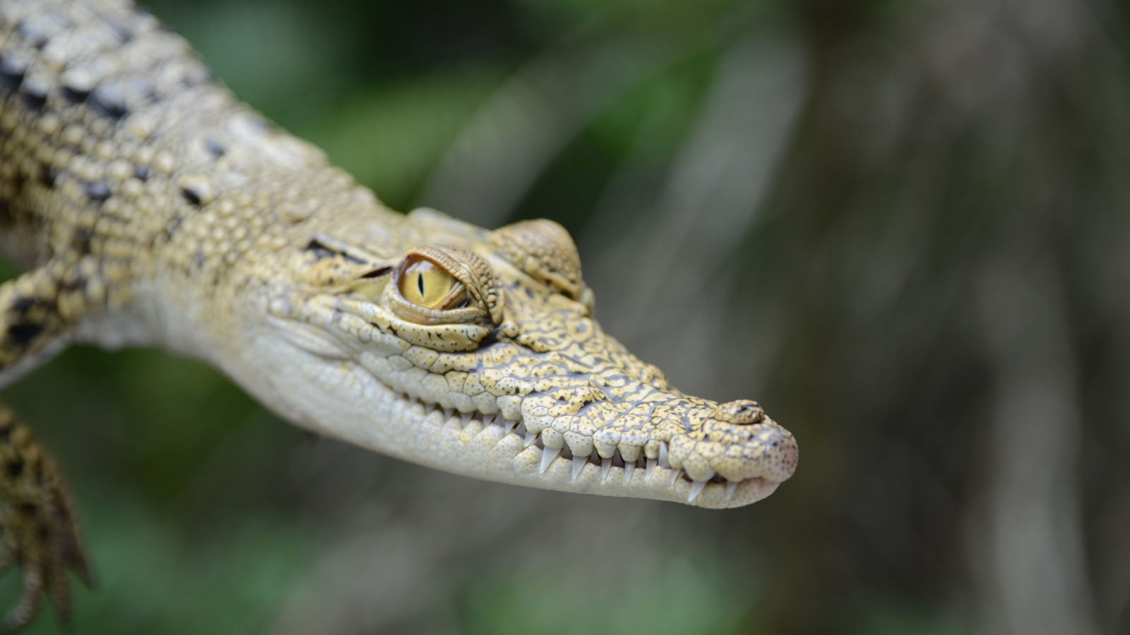 Small crocodile close-up. Jungle of Sri Lanka