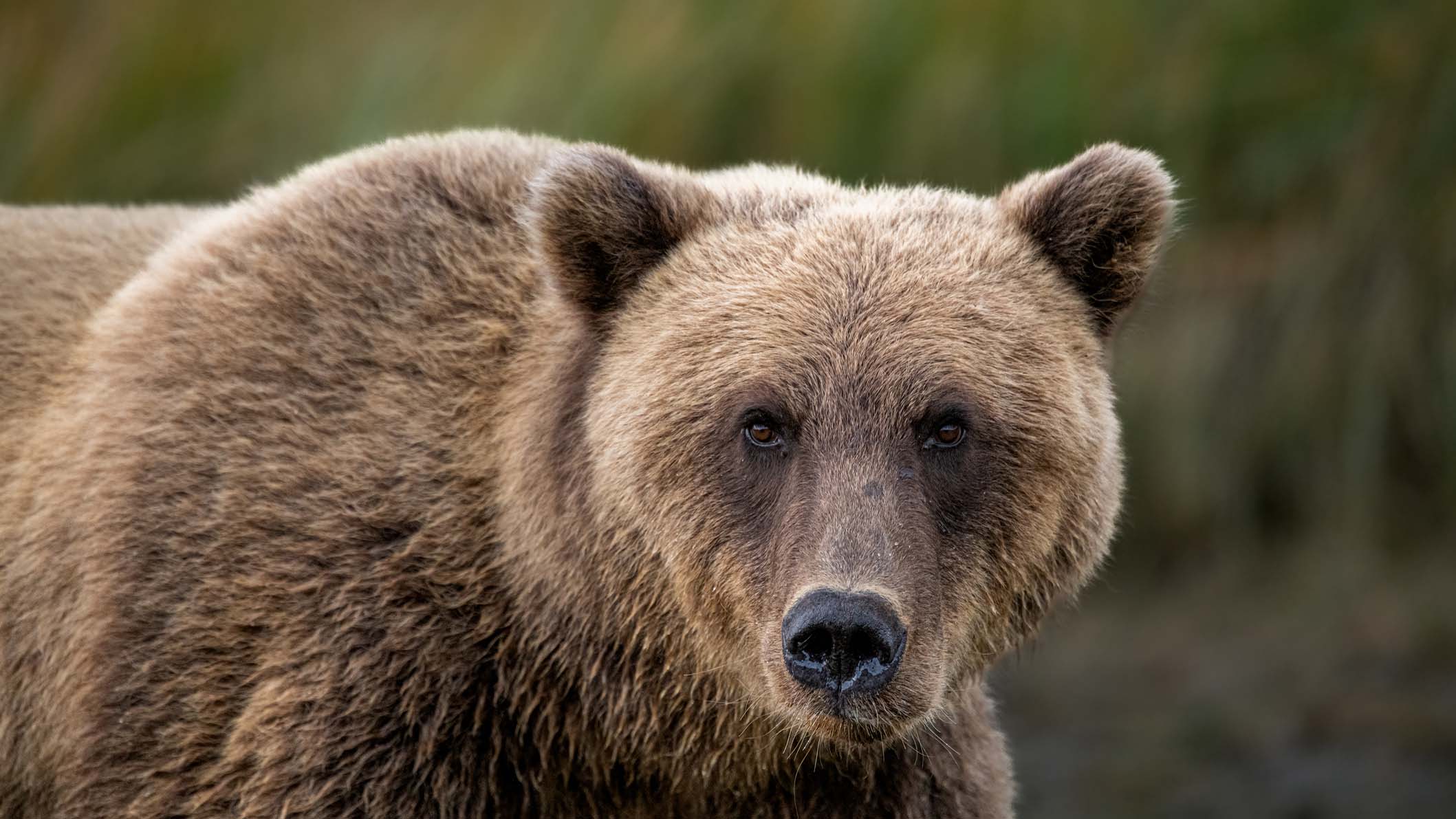 Male brown bear staring into the camera as he walks by