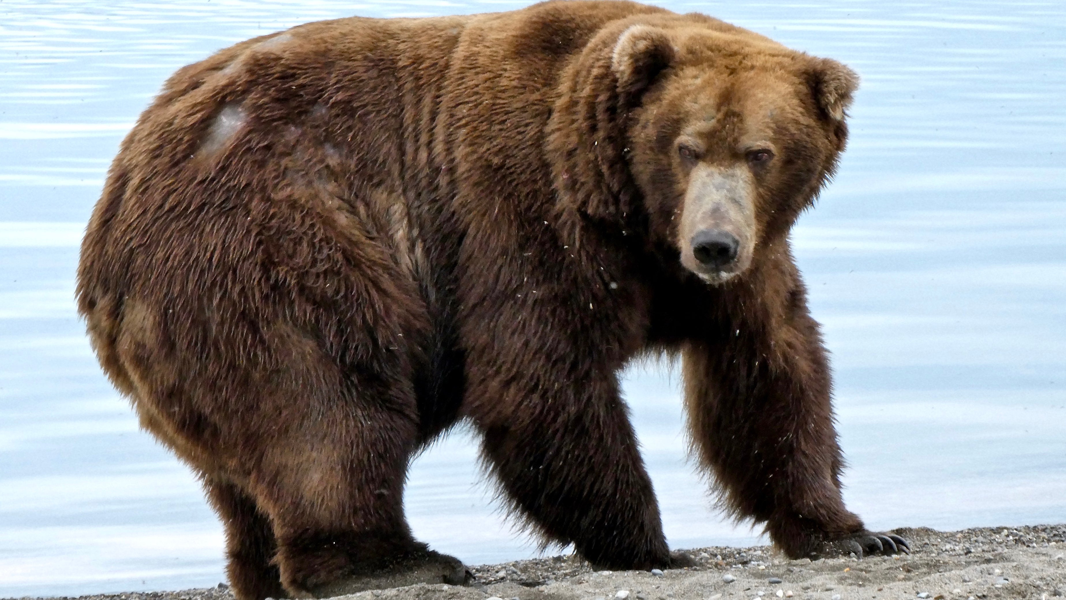 Der Braunb&auml;r &laquo;747&raquo;, auch als Jumbo Jet bekannt, im Katmai-Nationalpark in Alaska.