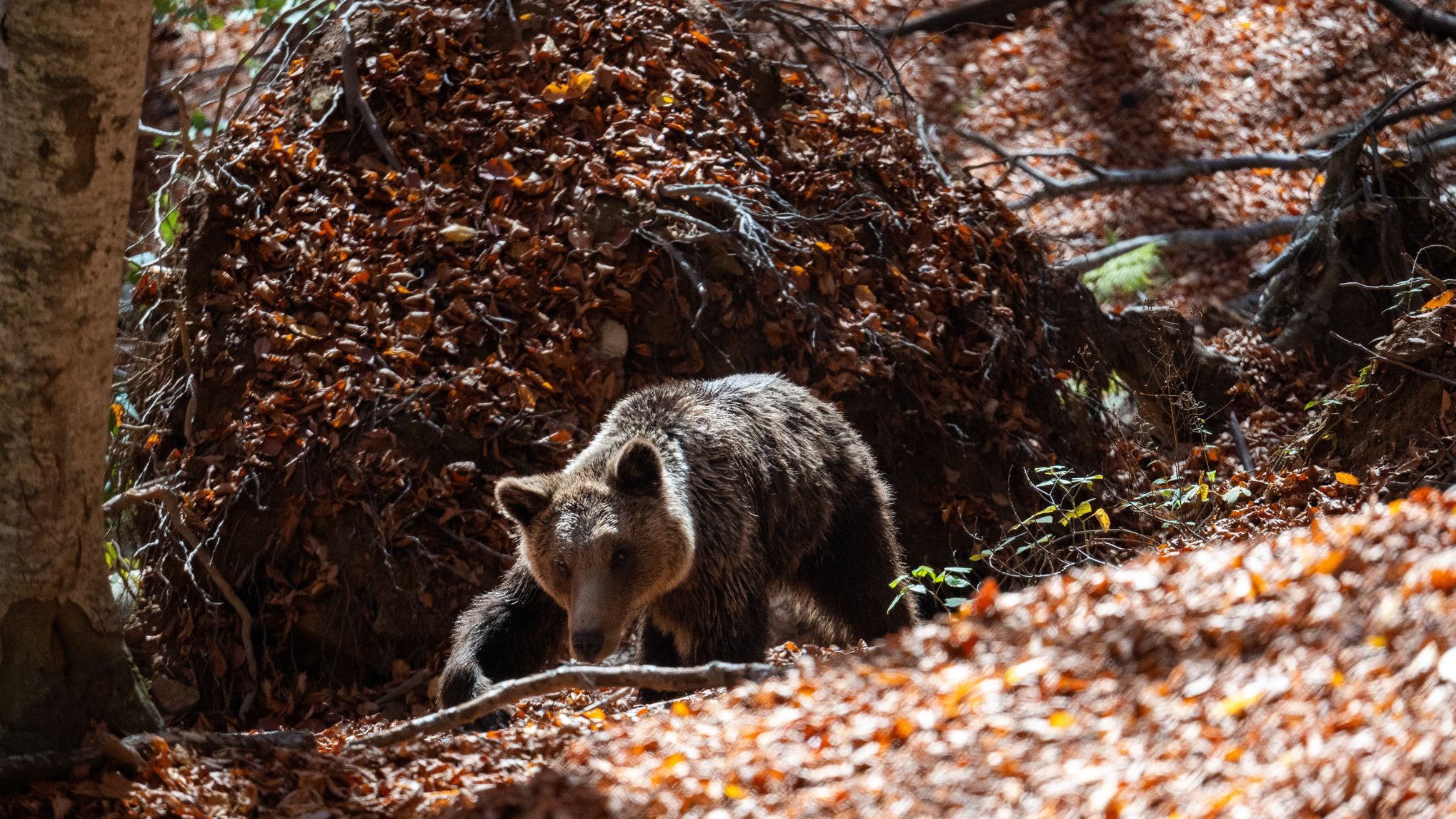 Ein Braunb&auml;r spielt am Donnerstag, 30. Oktober 2025, im Arcturos-Schutzgebiet in Nymfaio, Nordgriechenland. (AP Photo/Giannis Papanikos)