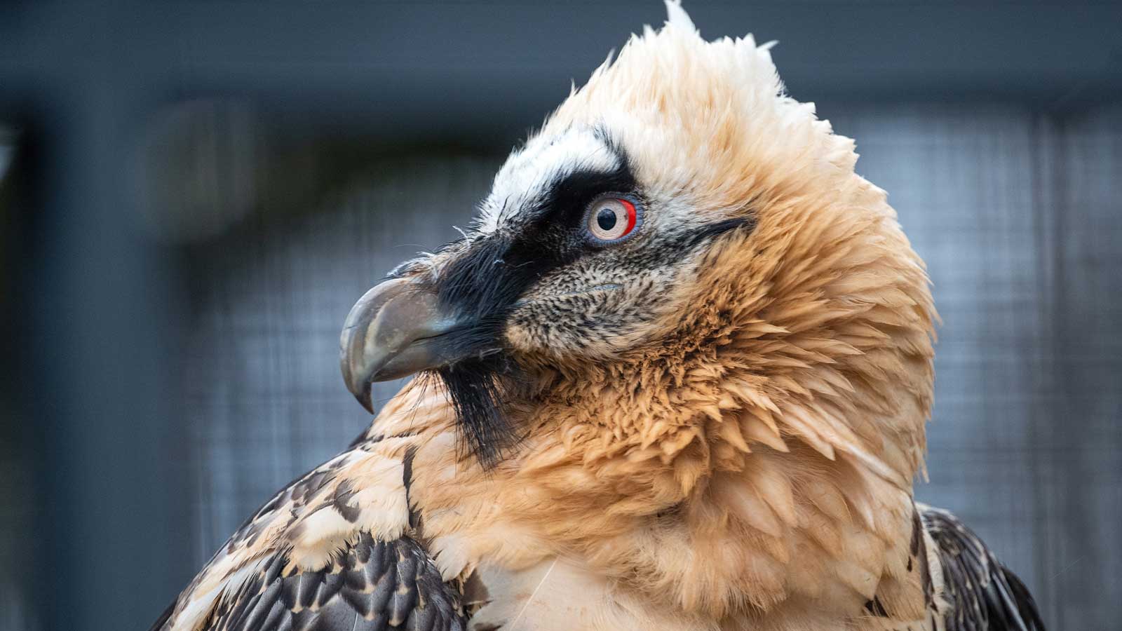 ARCHIV - 07.03.2019, Berlin: Ein Bartgeier sitzt in seiner Anlage im Berliner Zoo. (zu dpa: &laquo;Bayern wieder Heimat von Bartgeiern - Auswilderung startet&raquo;) Foto: Monika Skolimowska/zb/dpa +++ dpa-Bildfunk +++