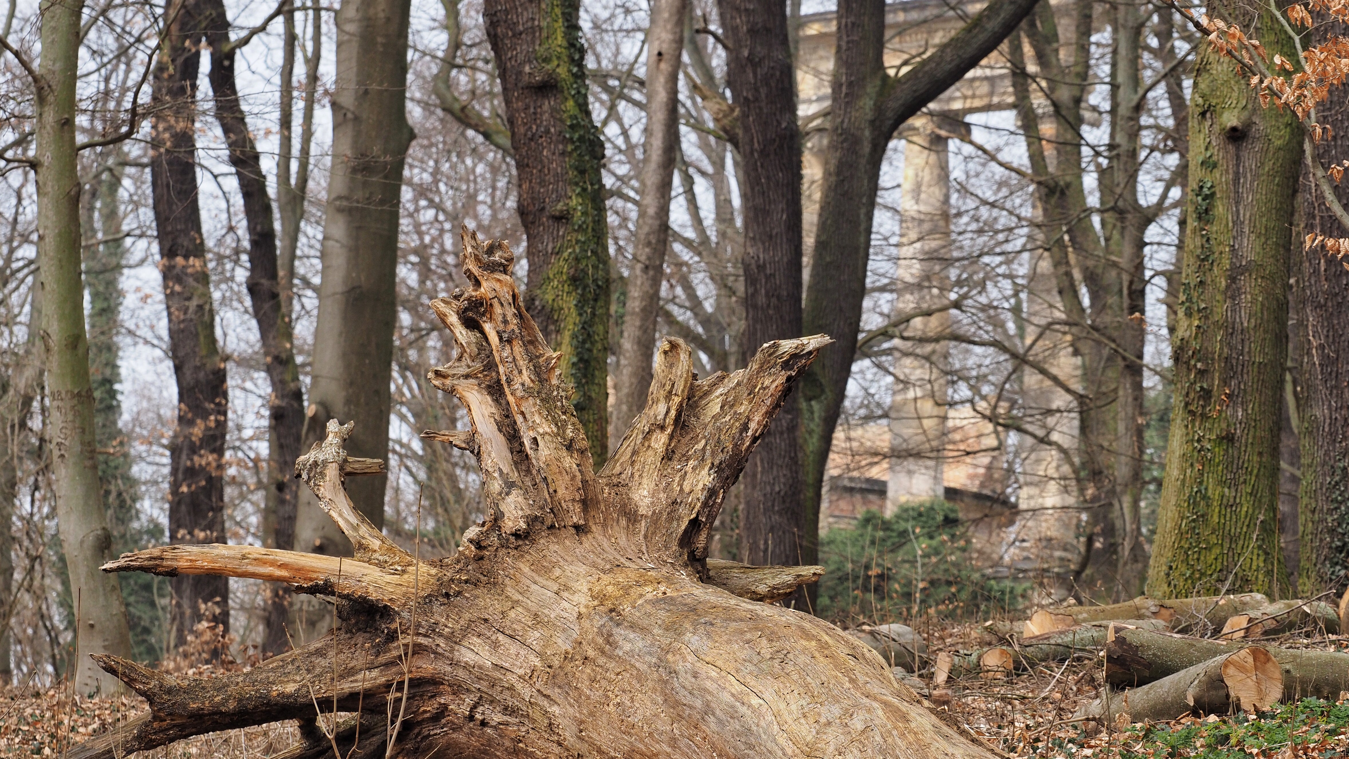 Brandenburg, Potsdam: Ein umgest&uuml;rzter Baum ohne Rinde liegt auf dem Ruinenberg in einem abgesperrten Waldgebiet. Astbr&uuml;che, Entwurzelungen, Rindensch&auml;den - vielen B&auml;umen in historischen Parkanlagen in Deutschland geht es einer Studie zufolge schlecht. (Soeren Stache/dpa-Zentralbild/dpa)
