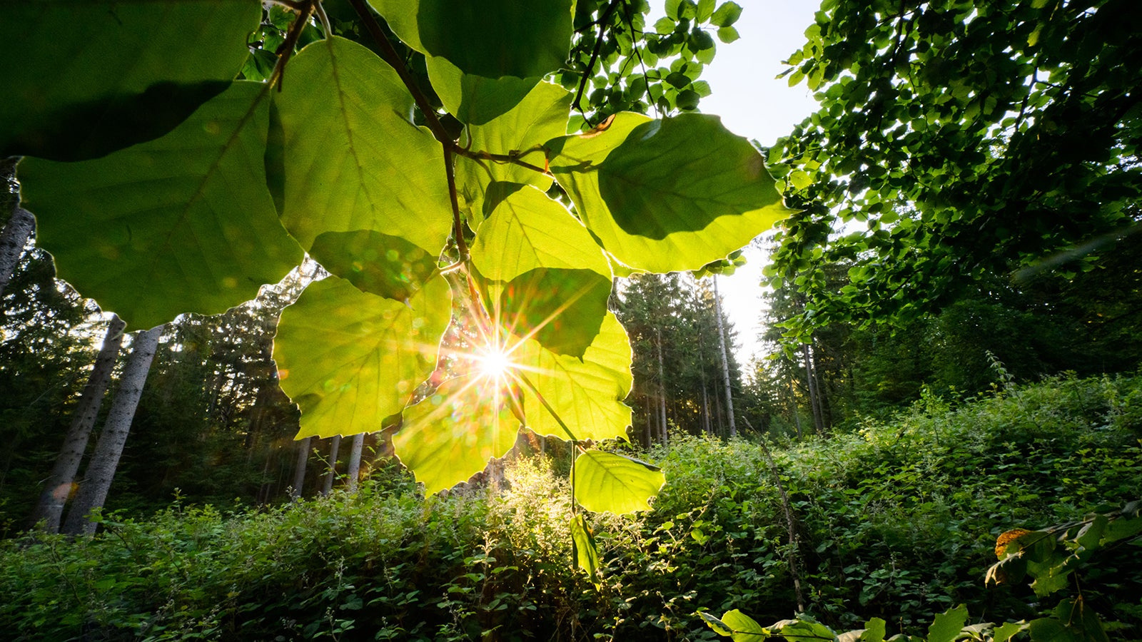 21.06.2022, Niedersachsen, Springe: Die Sonne geht auf in einem Waldgebiet der Nieders&auml;chsischen Landesforsten an der Grenze von der Region Hannover und dem Landkreis Hameln-Pyrmont und scheint durch die Zweige einer Buche. Die Nieders&auml;chsische Landesforsten stellen am 21. Juni ihre Bilanz f&uuml;r das Gesch&auml;ftsjahr 2021 vor. Foto: Julian Stratenschulte/dpa +++ dpa-Bildfunk +++