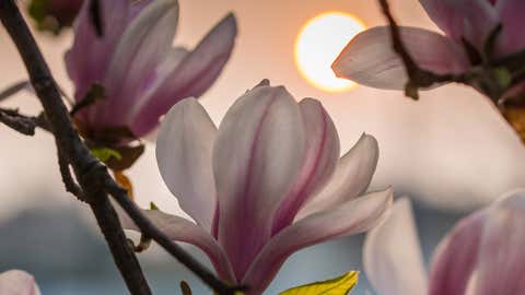 Magnolienbäume haben eine rege nächtliche Aktivität. Foto: GettyImages