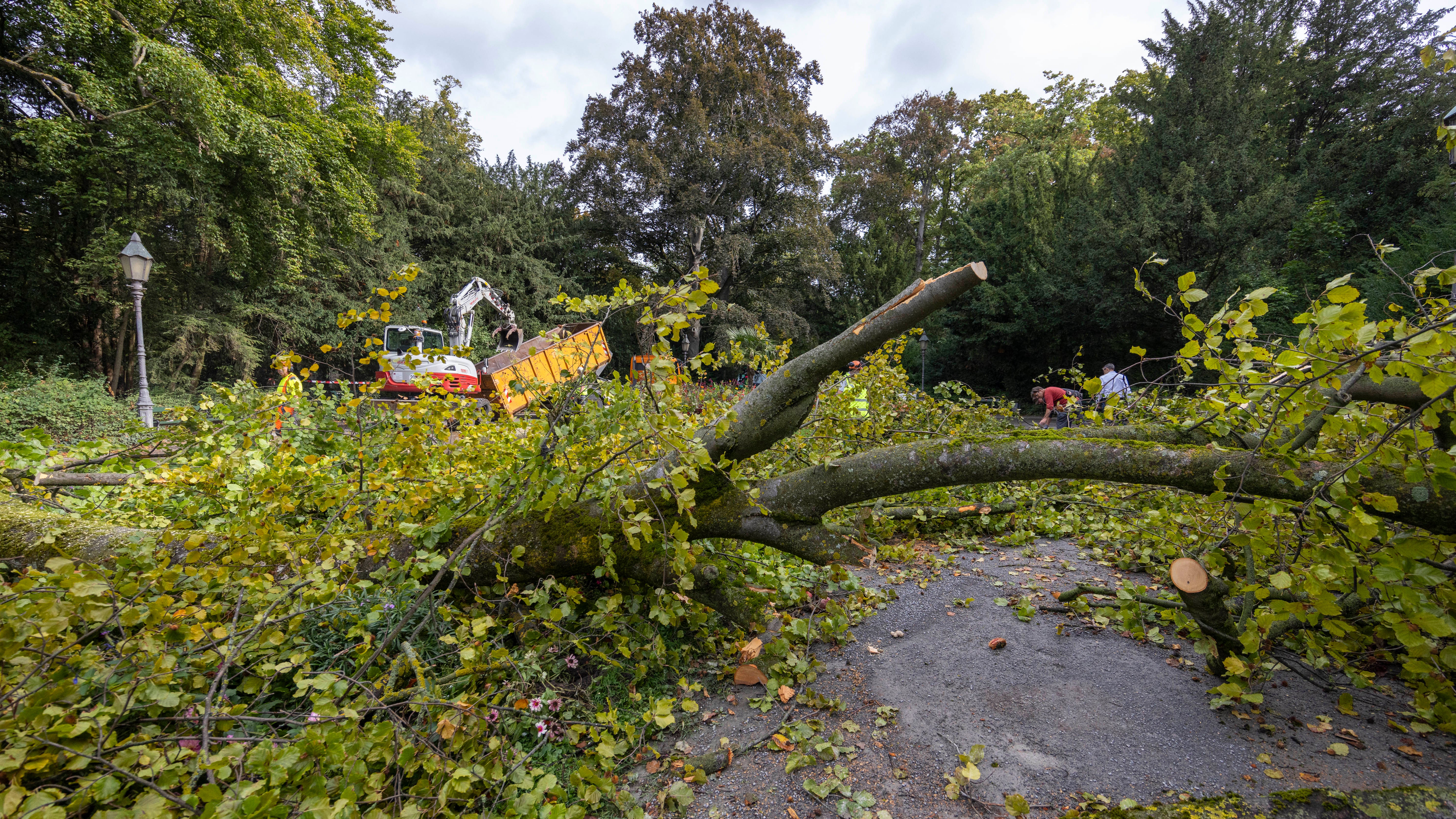 19.09.2023, Bayern, W&uuml;rzburg: Arbeiter zerlegen im Ringpark einen Baum, der aus zun&auml;chst ungekl&auml;rter Ursache umst&uuml;rzte. (dpa)

