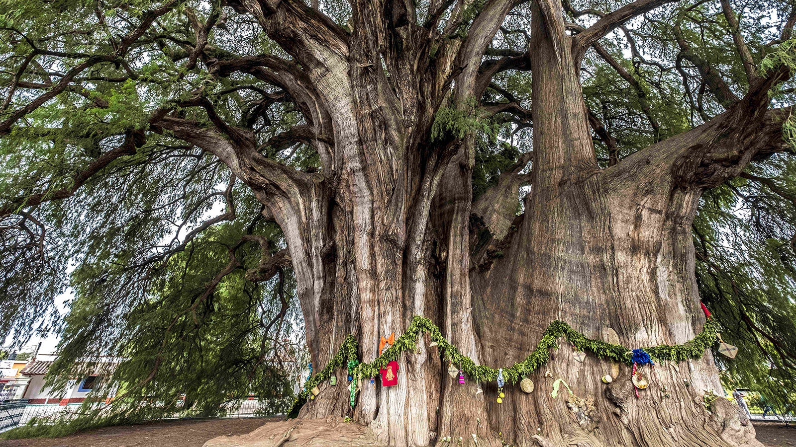 Die Sumpfzypresse "Arbol del Tule" in der Stadt Santa Maria del Tule in Oaxaca in S&uuml;dmexiko ist der Baum mit dem breitesten Stamm der Welt. Er wird auf ein ein Alter von 2000 Jahren gesch&auml;tzt Foto: Carlos Sanchez Pereyra/Design Pics via ZUMA Wire/dpa 