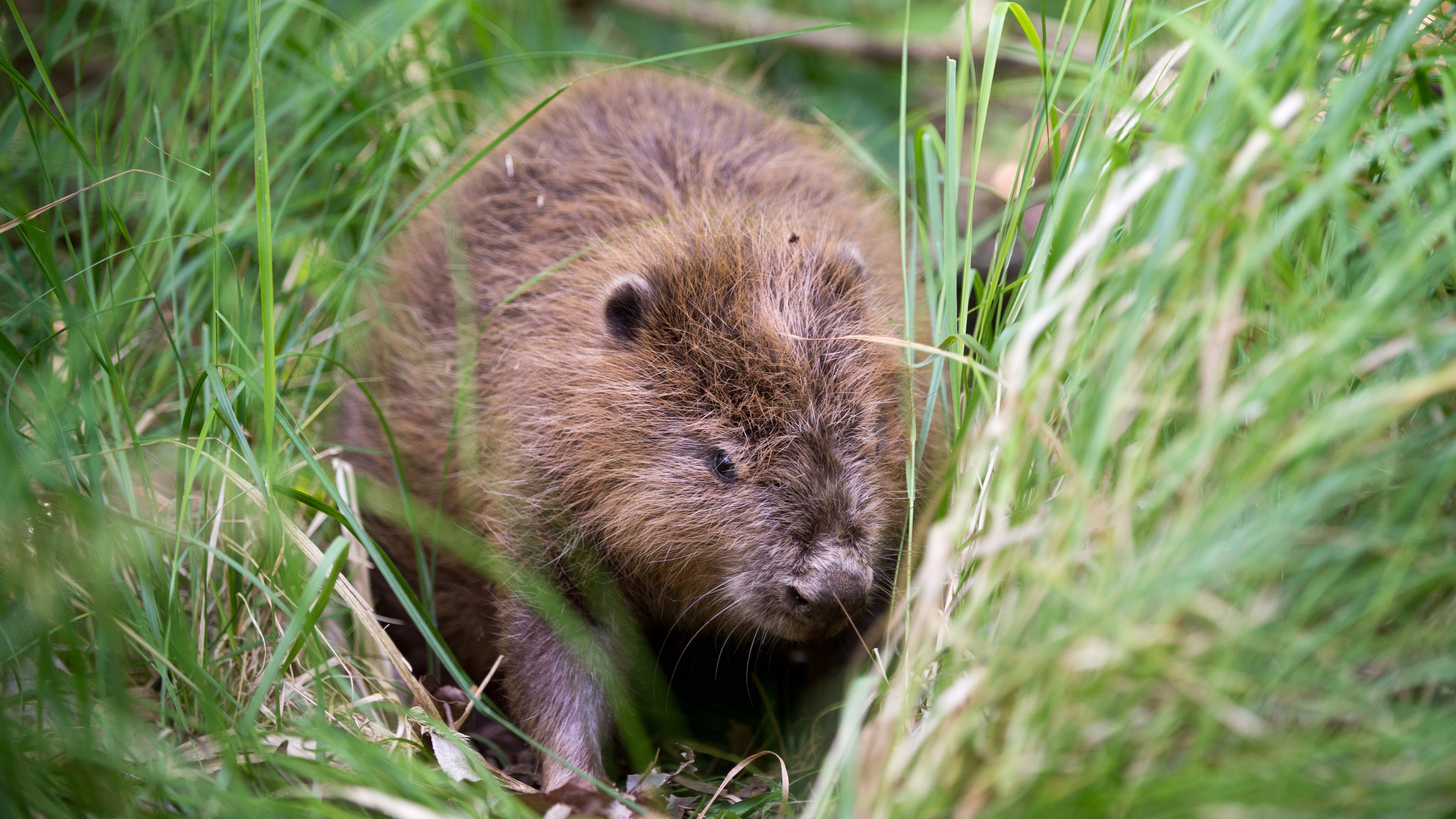 ARCHIV - 20.06.2017, Sachsen-Anhalt, Oranienbaum-W&ouml;rlitz: Ein Biber sitzt im Biosph&auml;renreservat Mittelelbe im hohen Gras. Manche sehen in dem Tier eine Landplage - andere betrachten ihn als Motor &ouml;kologischer Vielfalt. (zu dpa: &laquo;Biber - Landplage oder Motor &ouml;kologischer Vielfalt?&raquo;) (Klaus-Dietmar Gabbert/ZB/dpa)